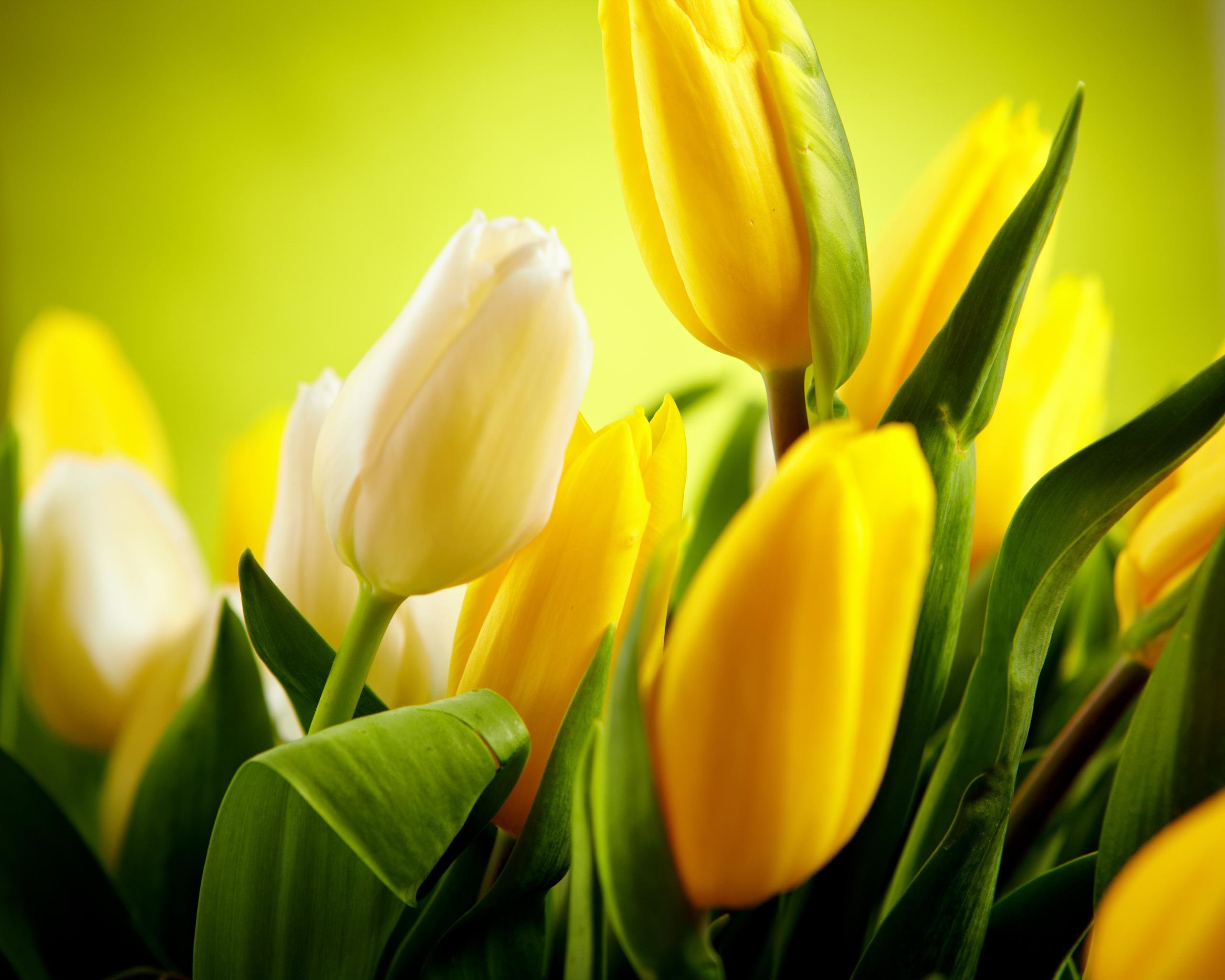 Free download Tulip background ID:157638 hd 2560x2048 for desktop