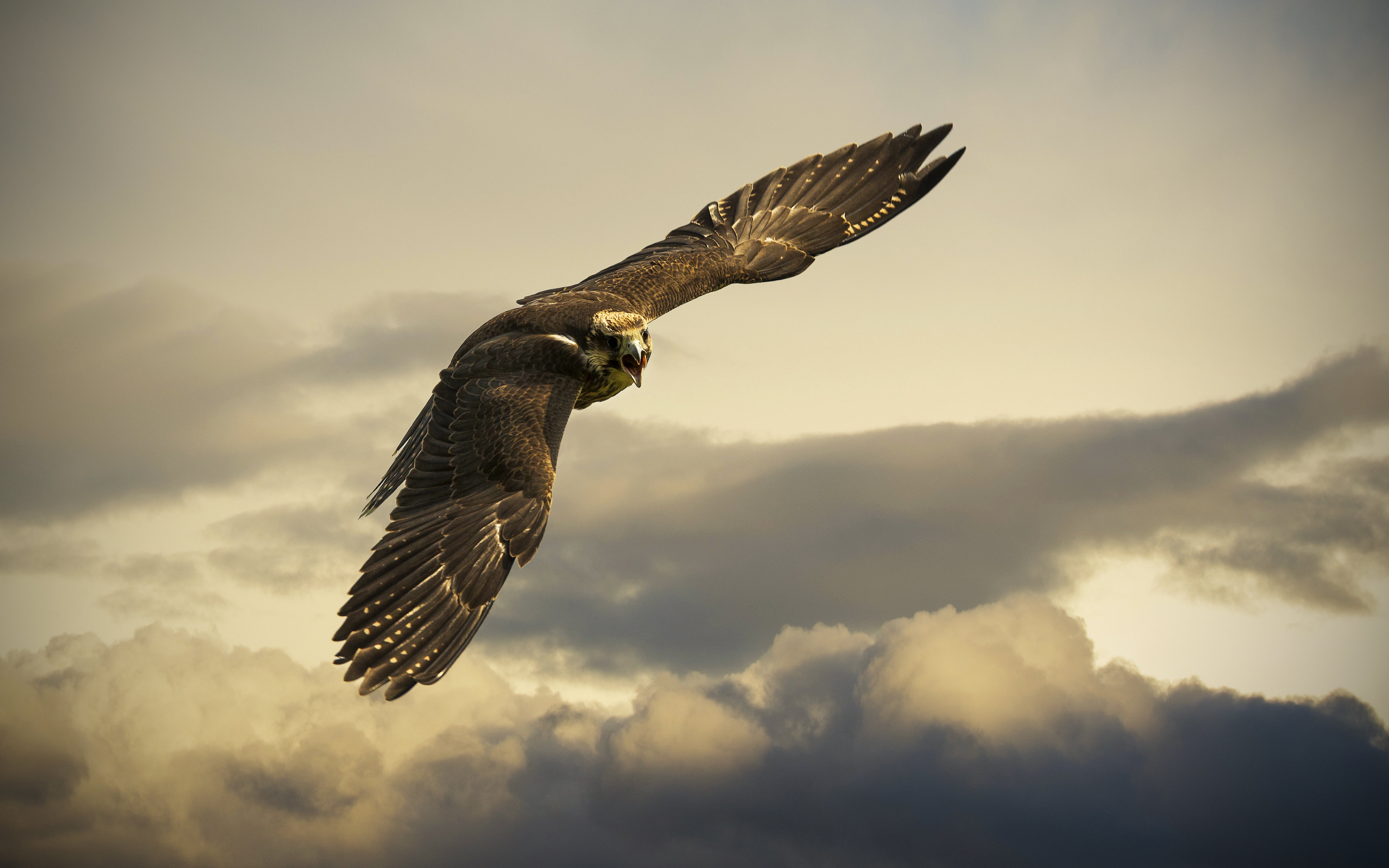 Best Eagle wallpaper ID:231144 for High Resolution hd 3840x2400 PC