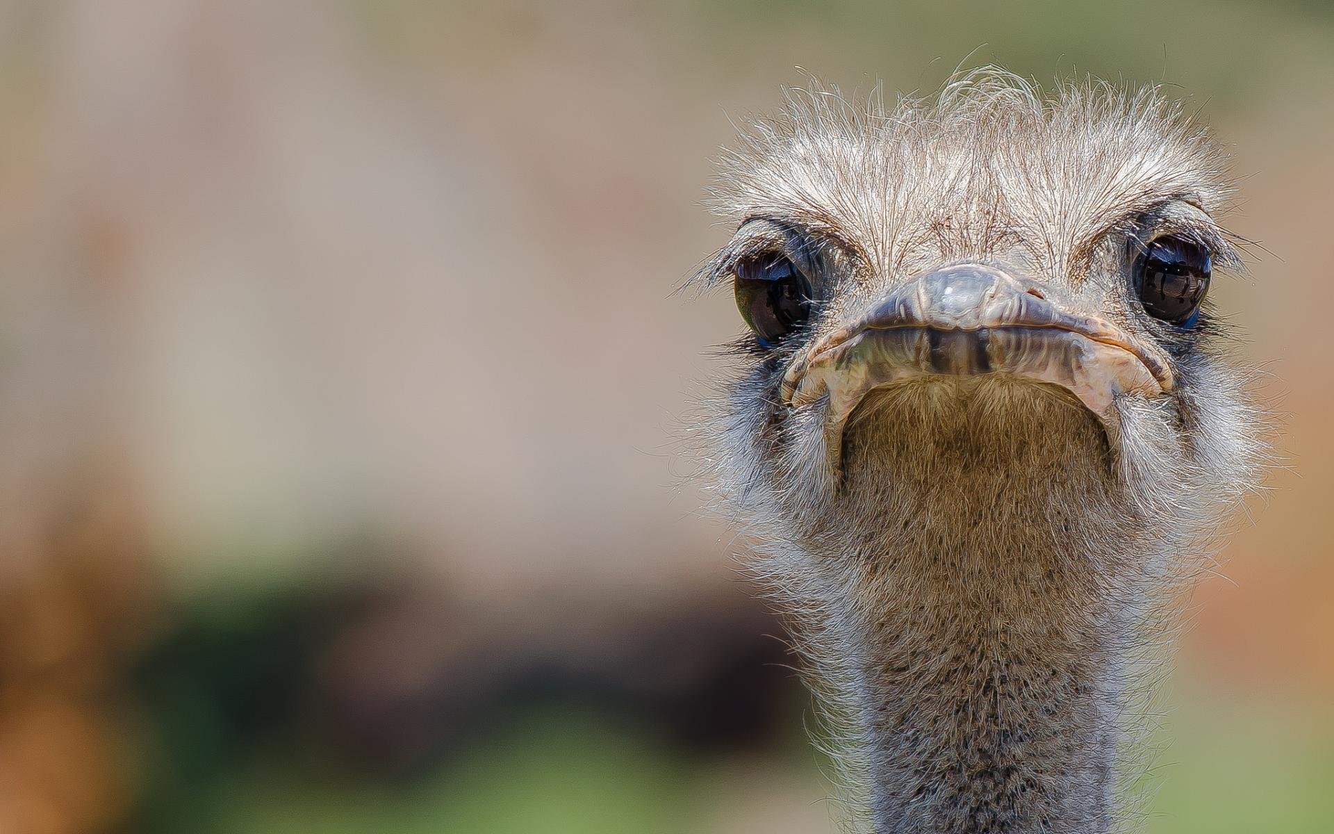 Awesome Ostrich free wallpaper ID:290155 for hd 1920x1200 computer