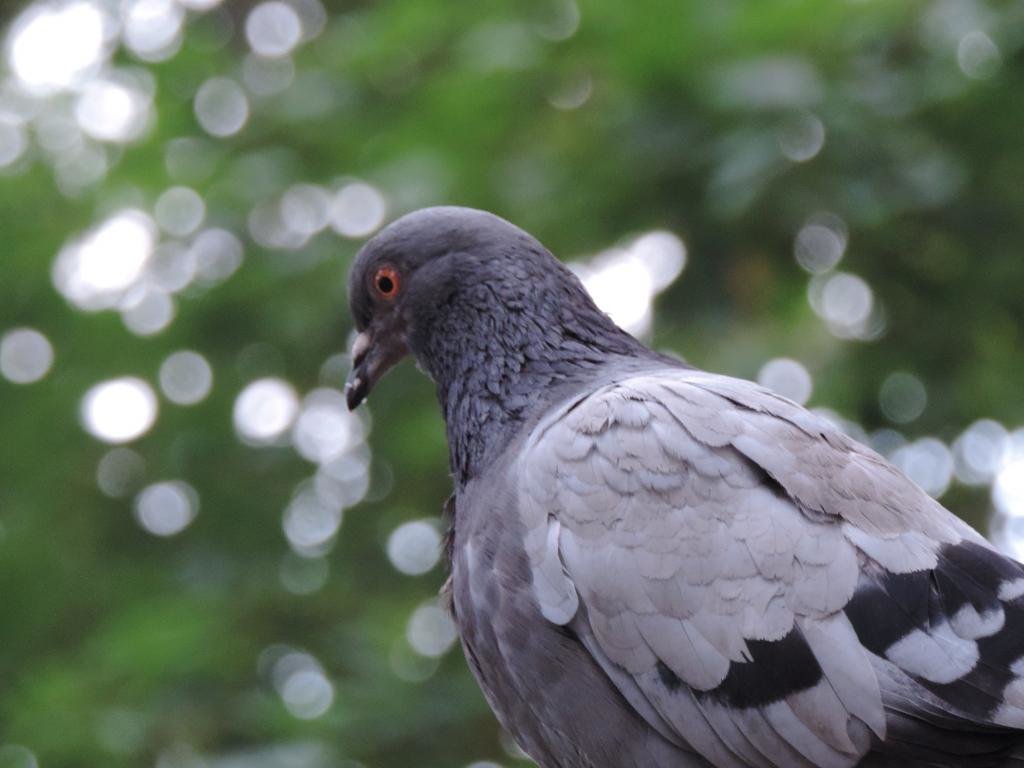 Best Pigeon background ID:212335 for High Resolution hd 1024x768 PC