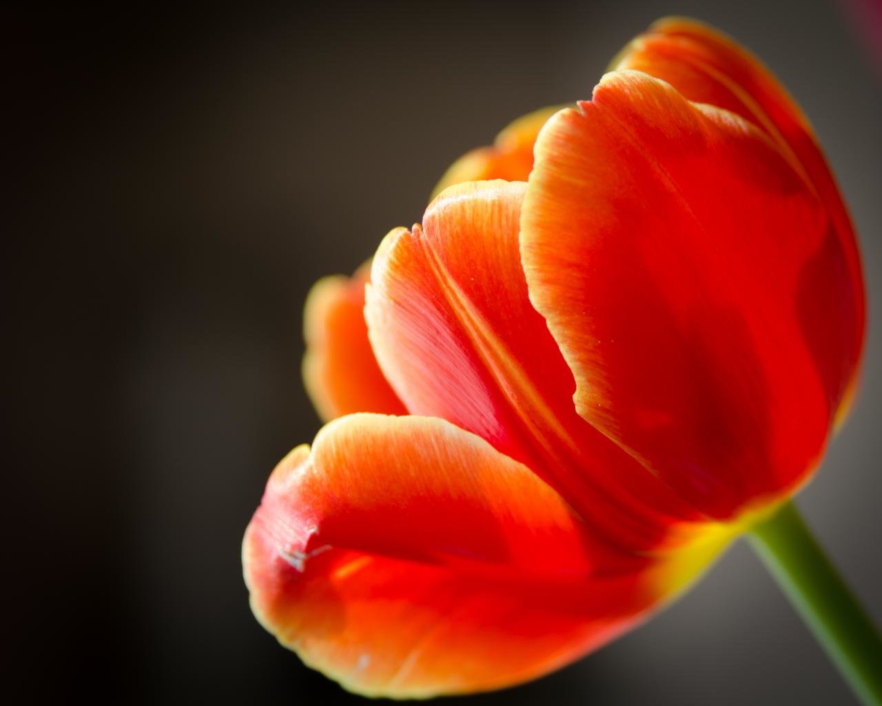 Best Tulip background ID:157637 for High Resolution hd 1280x1024 PC
