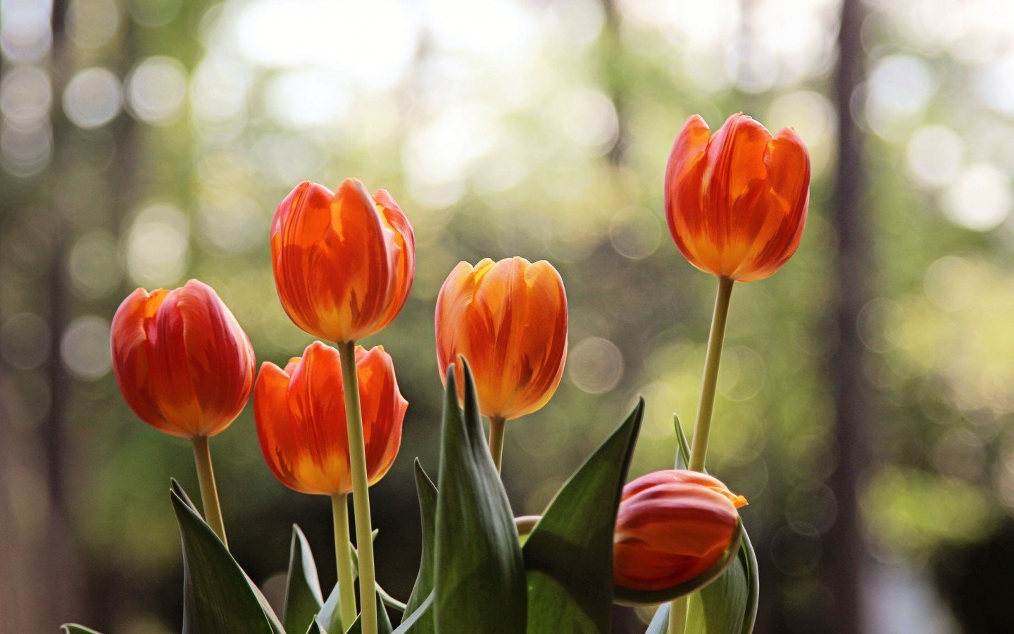 Free download Tulip background ID:157636 hd 1440x900 for PC