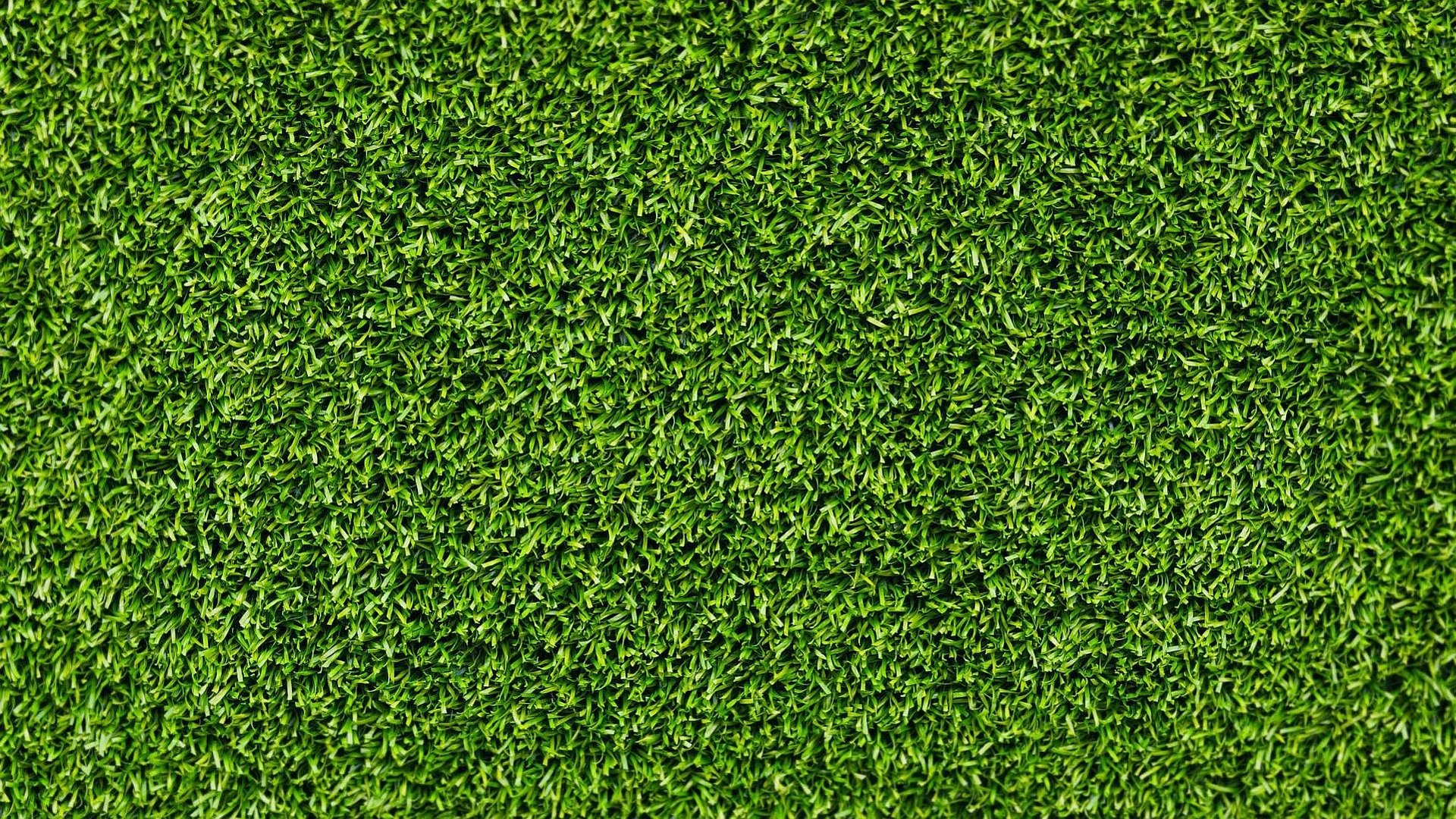 Free Grass high quality wallpaper ID:377760 for hd 1920x1080 computer