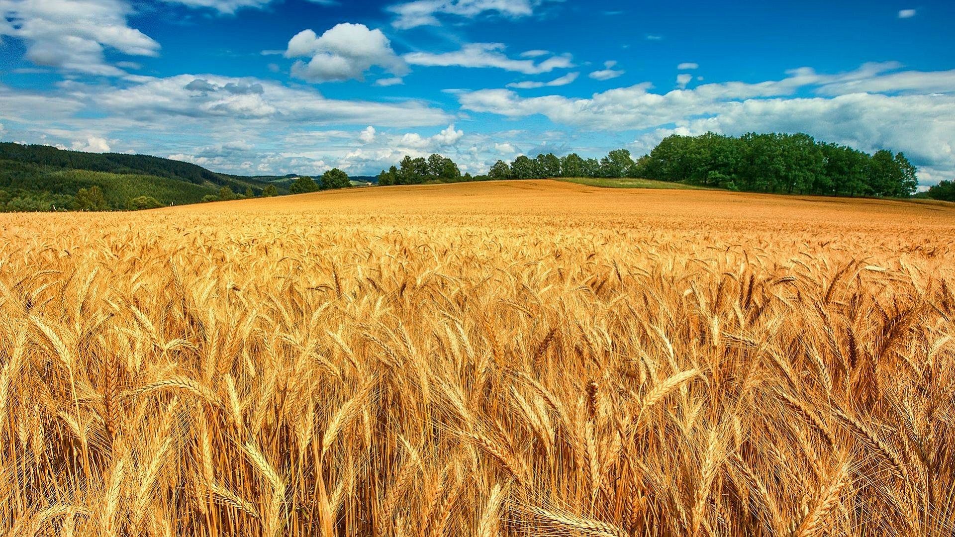 Best Wheat wallpaper ID:392090 for High Resolution hd 1080p PC