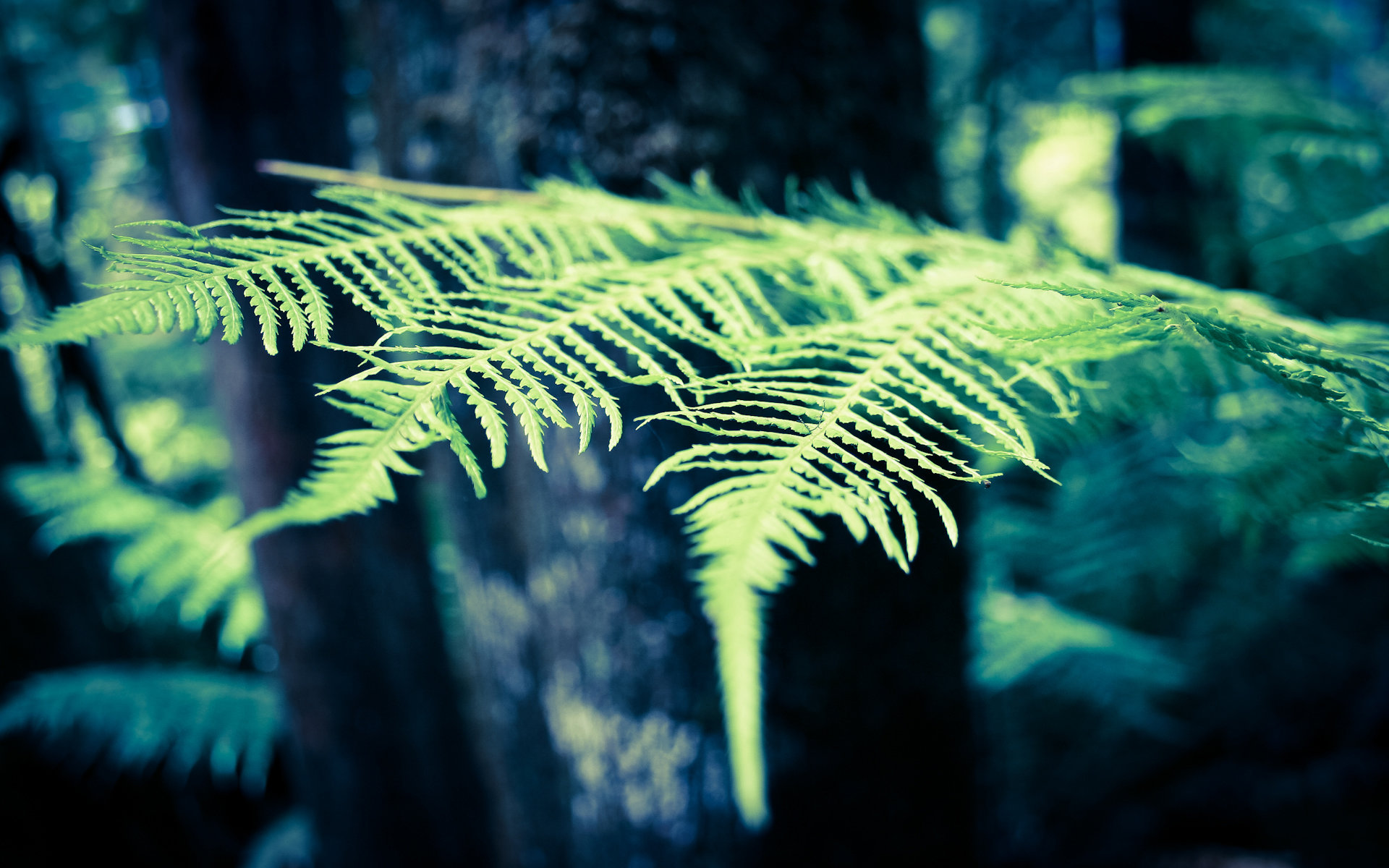 Free download Fern background ID:398817 hd 1920x1200 for computer