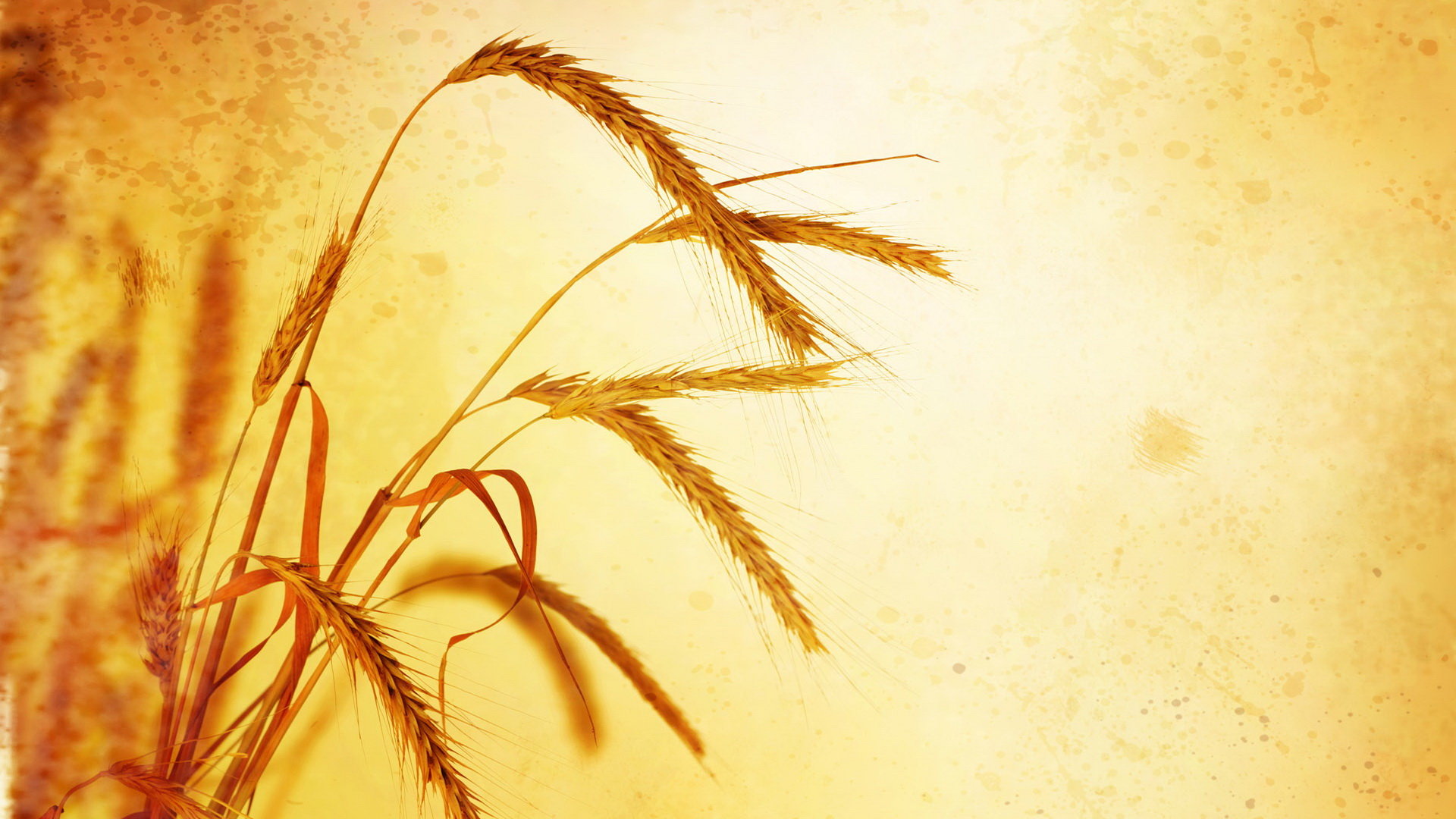 Download full hd 1920x1080 Wheat desktop background ID:391897 for free