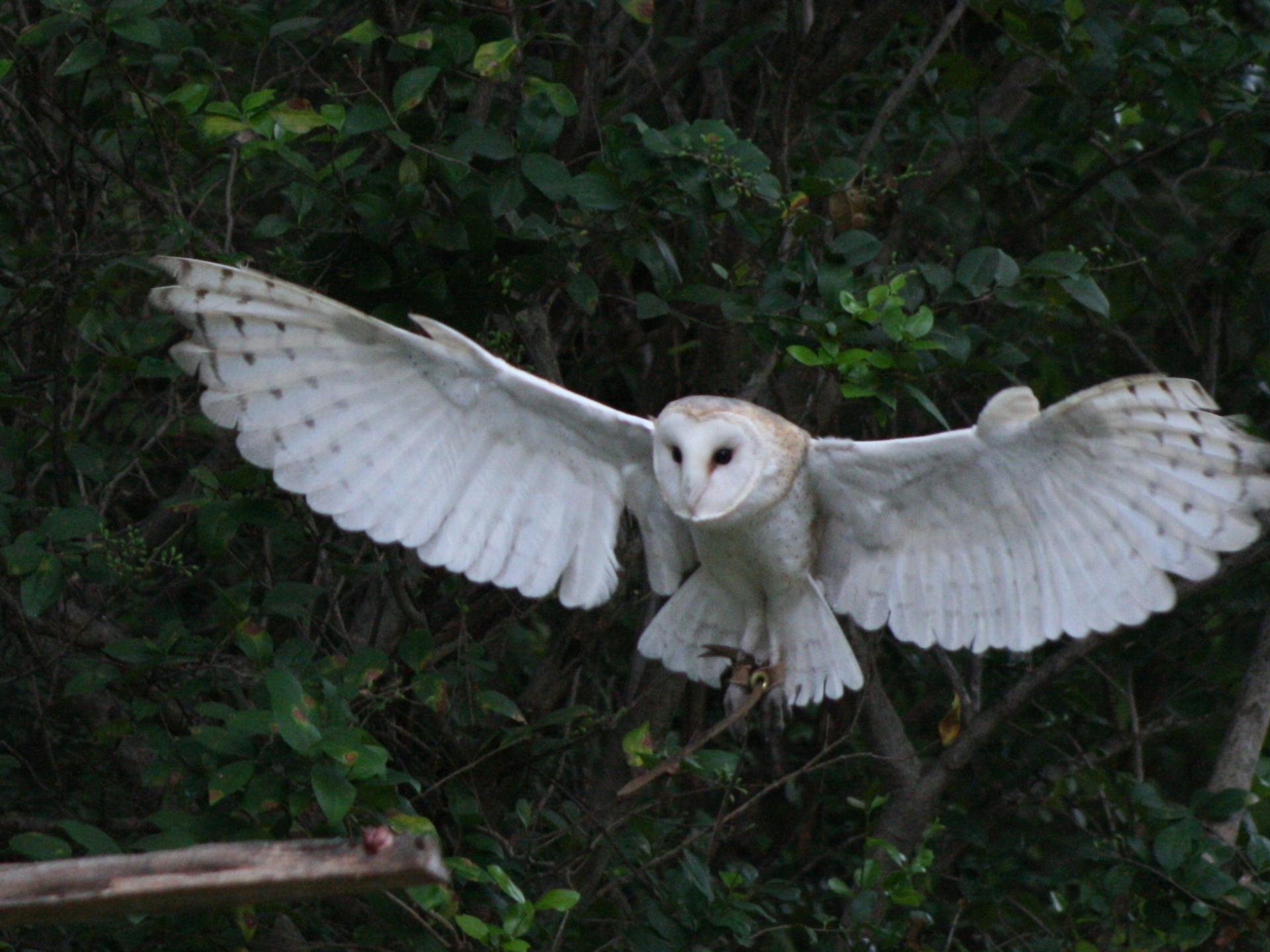 Free Barn Owl high quality background ID:81556 for hd 1920x1440 computer