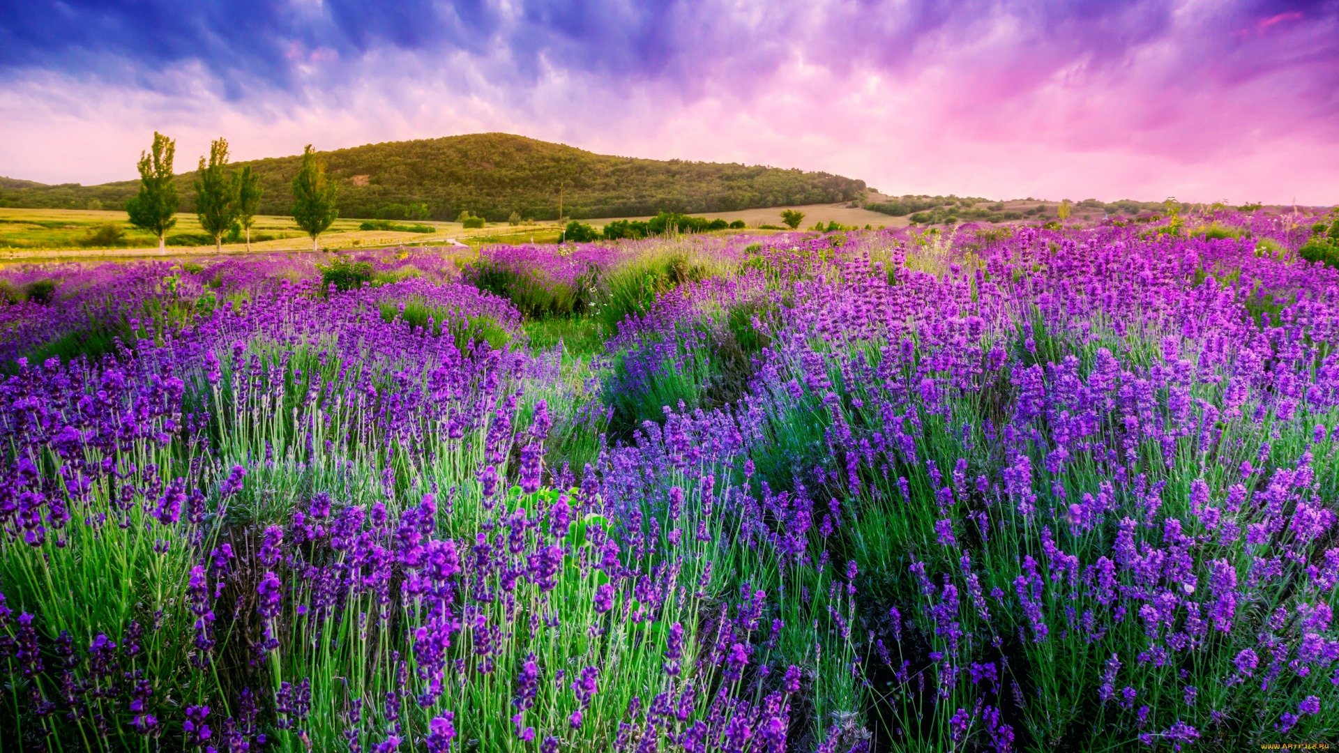 Awesome Lavender free wallpaper ID:67460 for full hd 1920x1080 PC