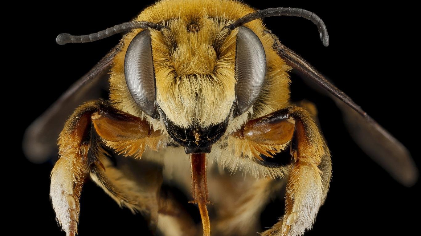 High resolution Bee hd 1366x768 background ID:460647 for desktop