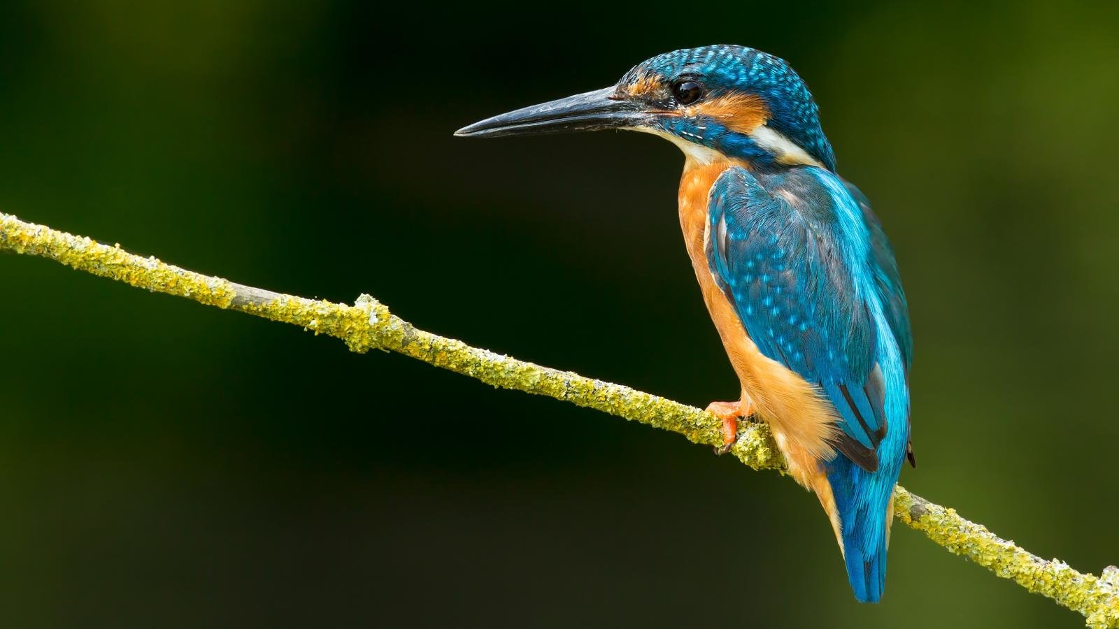 Download hd 1600x900 Kingfisher computer background ID:311380 for free