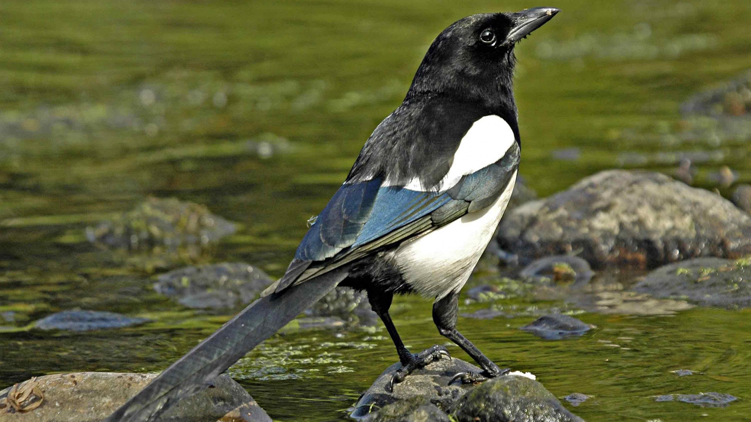 Download hd 2560x1440 Magpie computer wallpaper ID:130335 for free