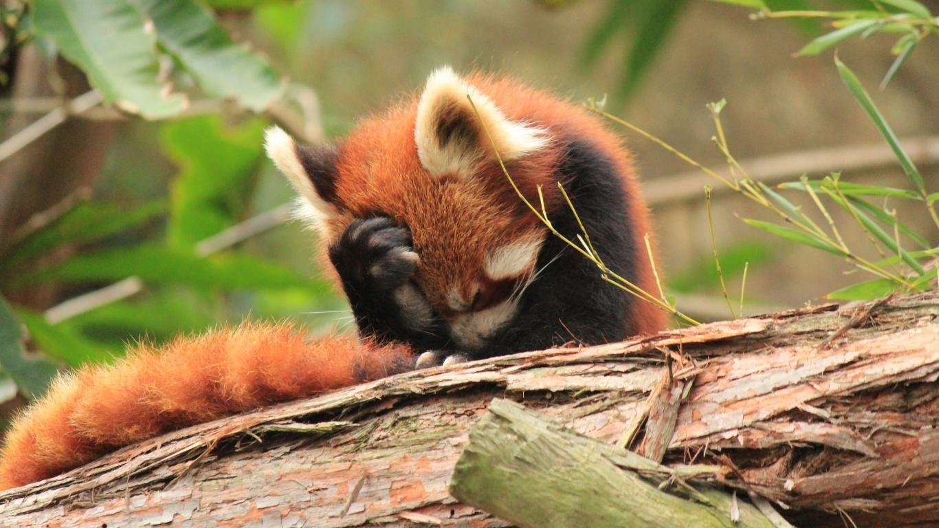Free Red Panda high quality wallpaper ID:64013 for hd 1366x768 computer