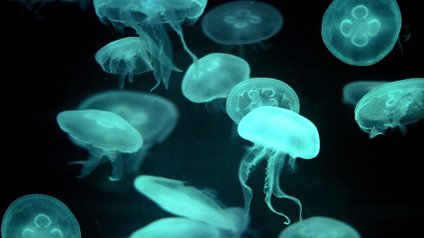 Awesome Jellyfish free wallpaper ID:199726 for laptop PC