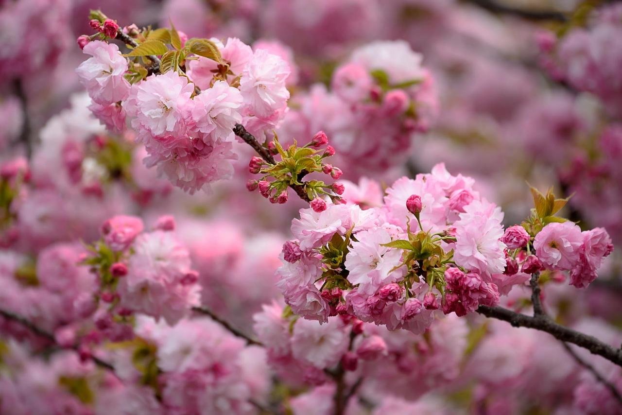 Awesome Spring free wallpaper ID:104093 for hd 1280x854 computer