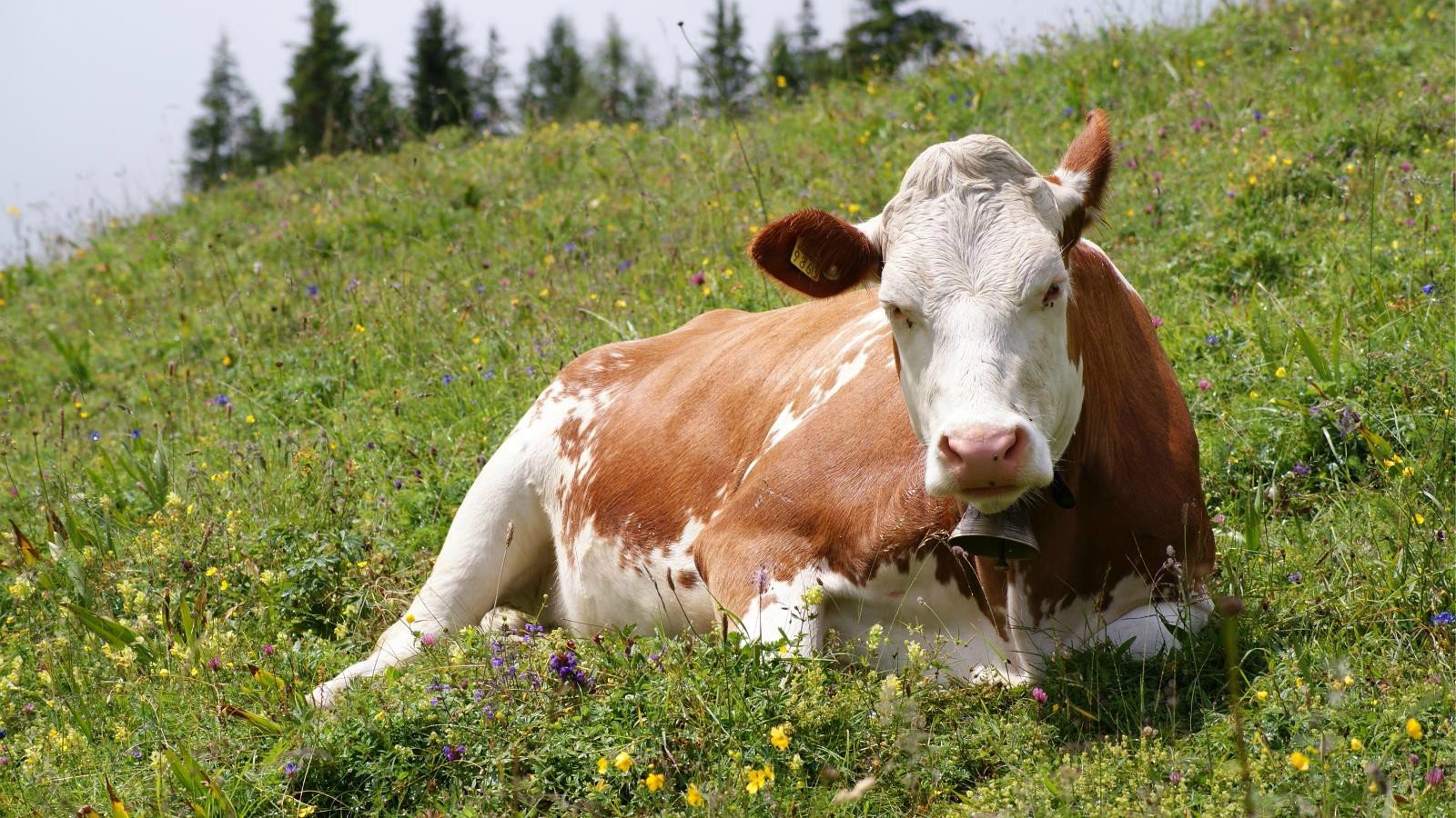 Free download Cow background ID:466818 hd 1600x900 for computer