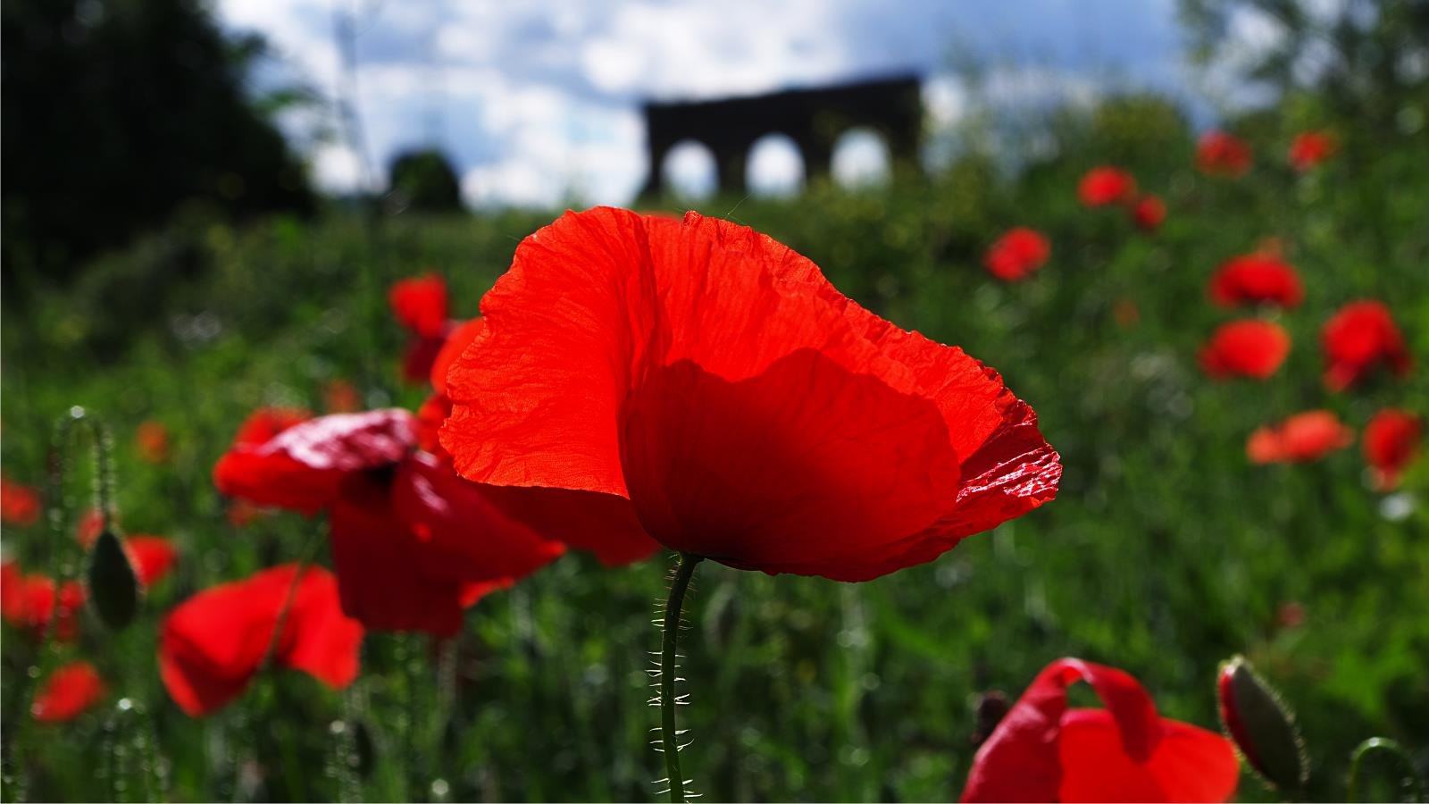 Free Poppy high quality wallpaper ID:99889 for hd 1600x900 computer