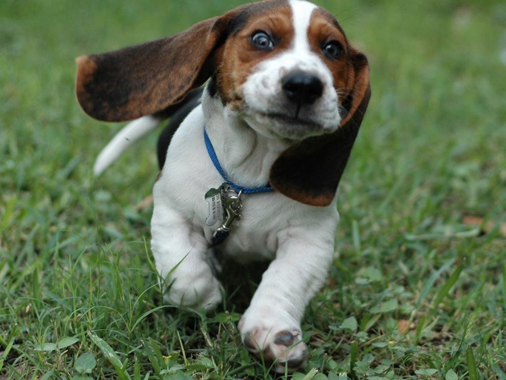 Best Beagle background ID:294251 for High Resolution hd 1024x768 PC