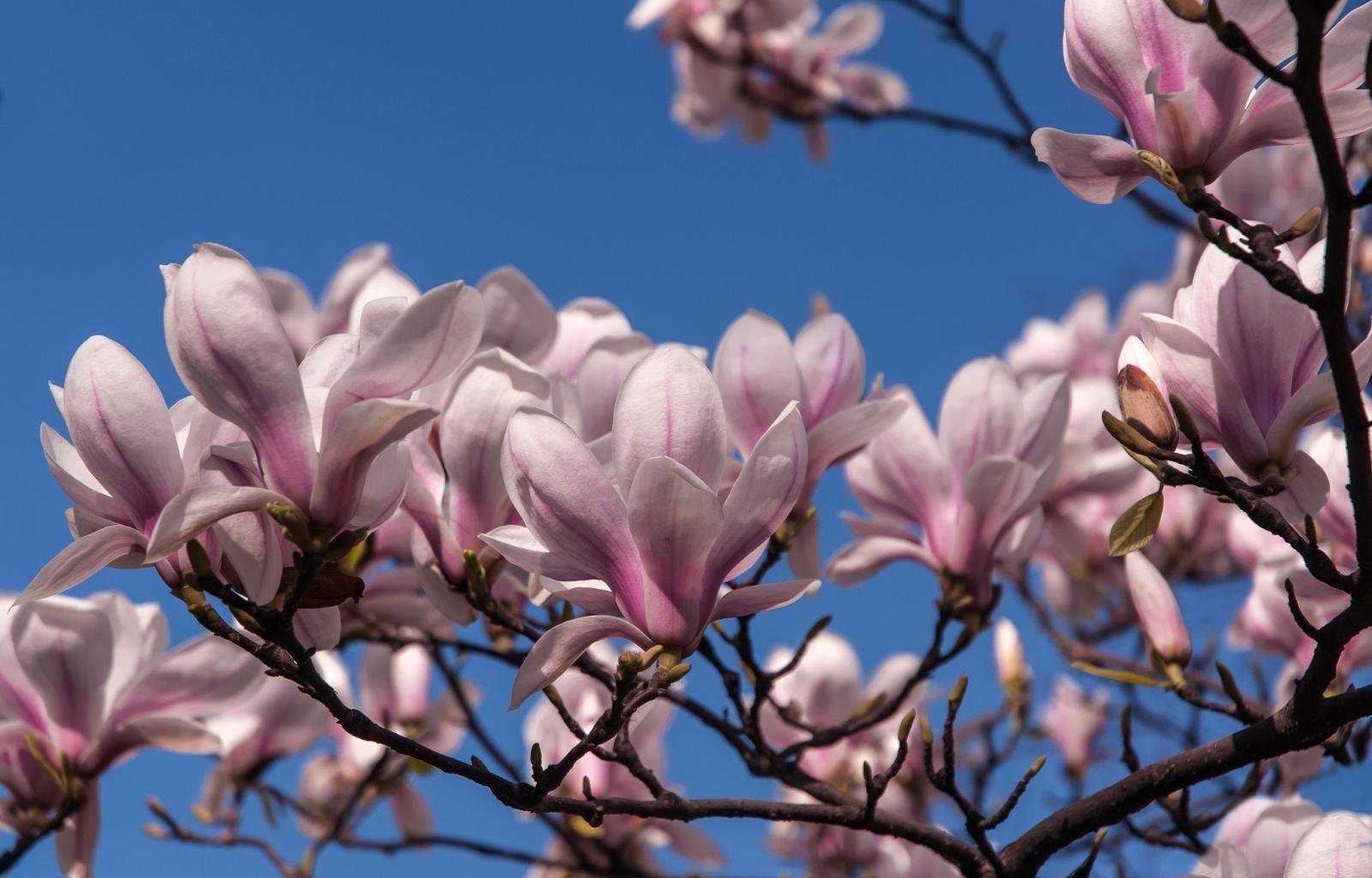 Best Magnolia background ID:174288 for High Resolution hd 1600x1024 PC