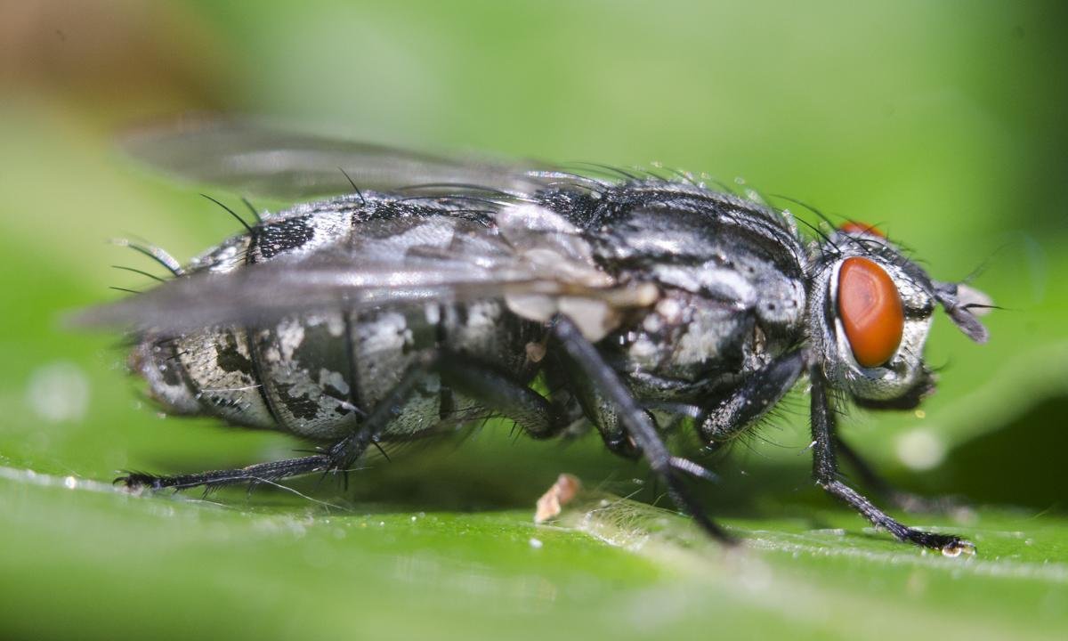 High resolution Fly hd 1200x720 background ID:275255 for desktop