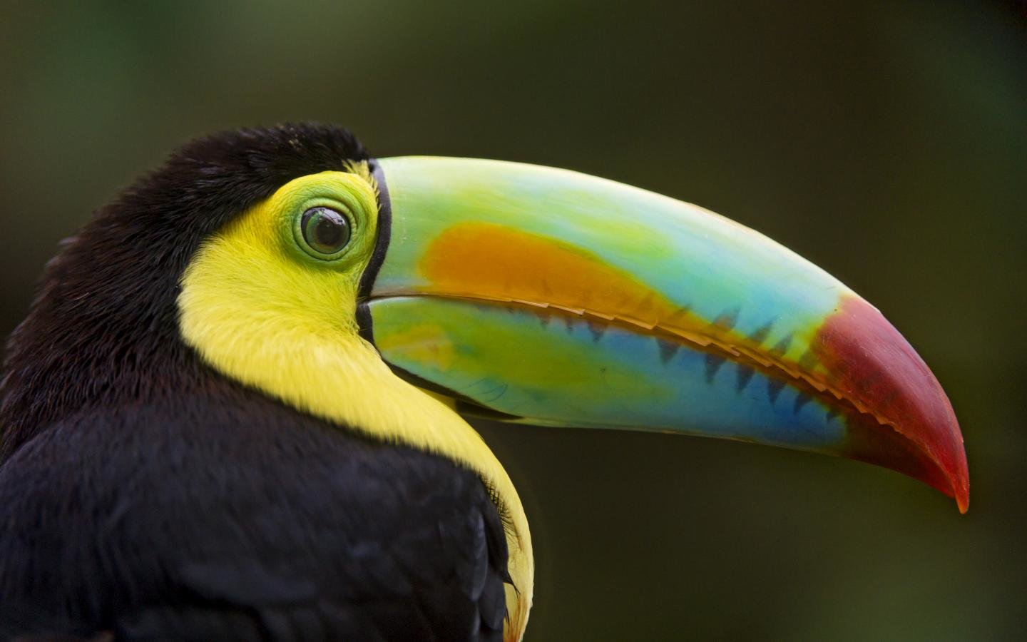 Awesome Toucan free background ID:57304 for hd 1440x900 PC