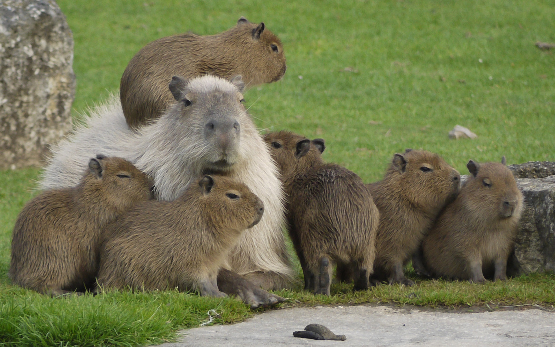 Download hd 1920x1200 Capybara computer background ID:465268 for free