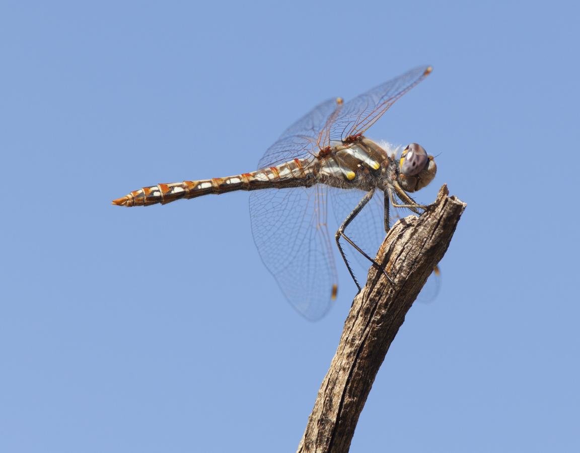 Free download Dragonfly background ID:467580 hd 1152x900 for desktop