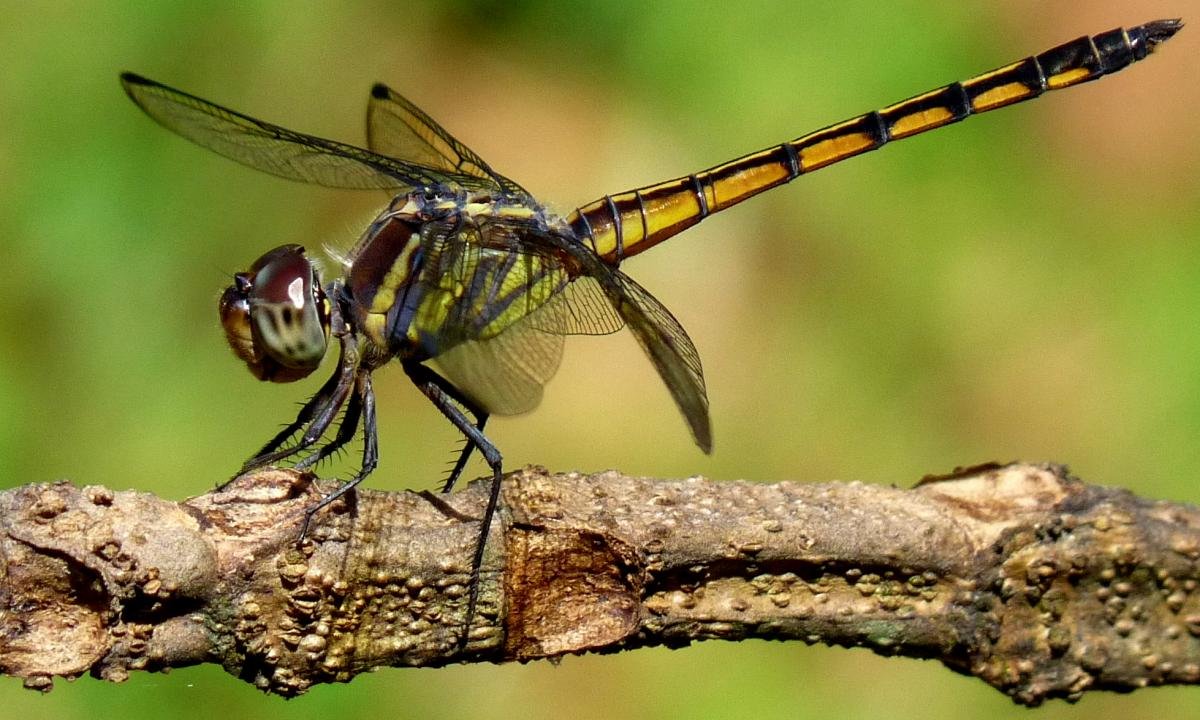 Best Dragonfly background ID:467577 for High Resolution hd 1200x720 computer