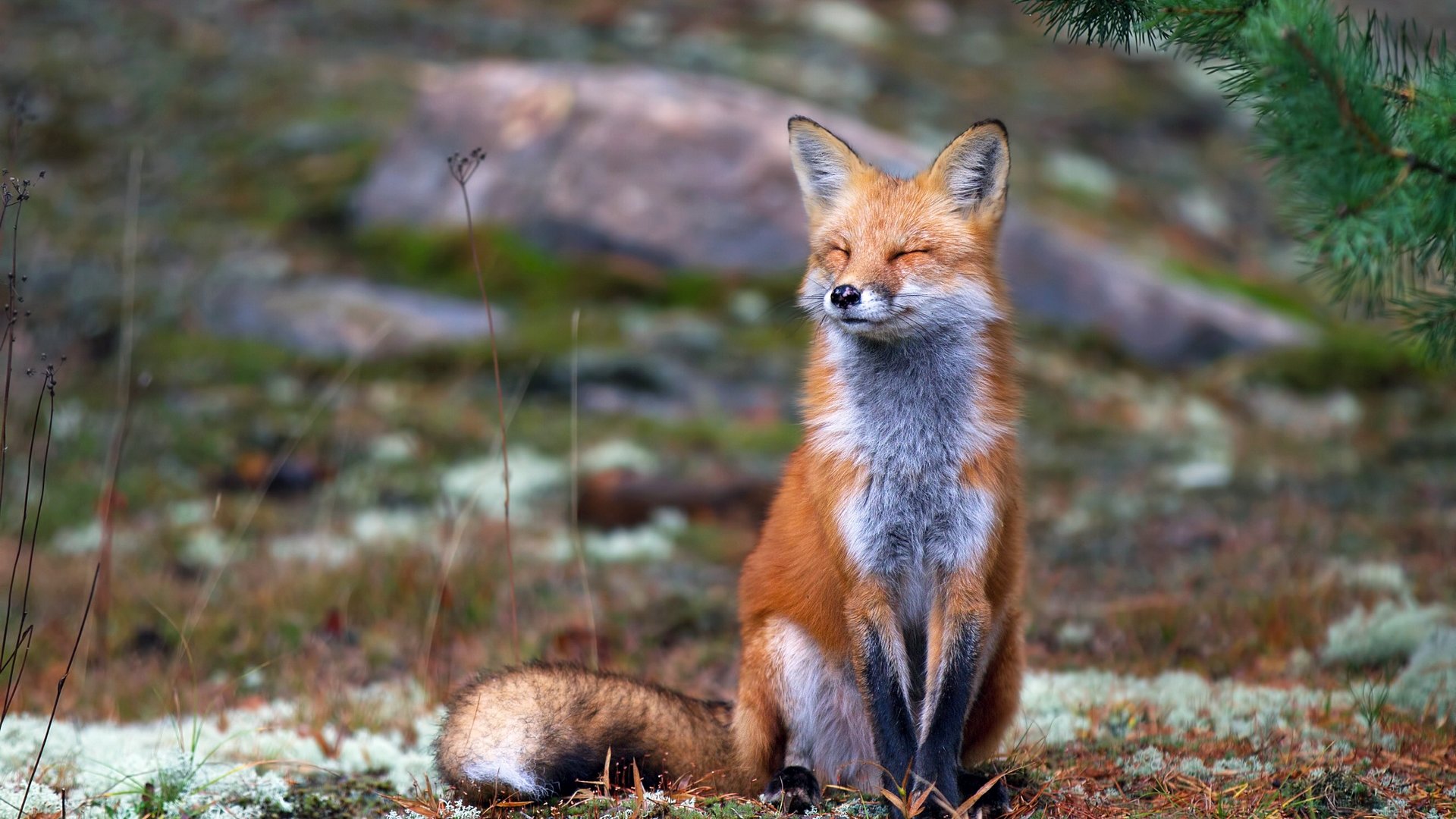 Best Fox background ID:58727 for High Resolution 1080p computer