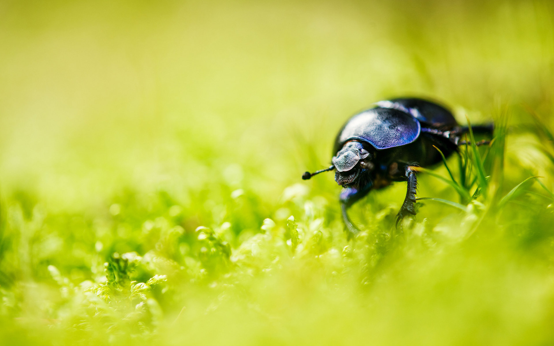 Best Beetle background ID:421511 for High Resolution hd 1920x1200 computer