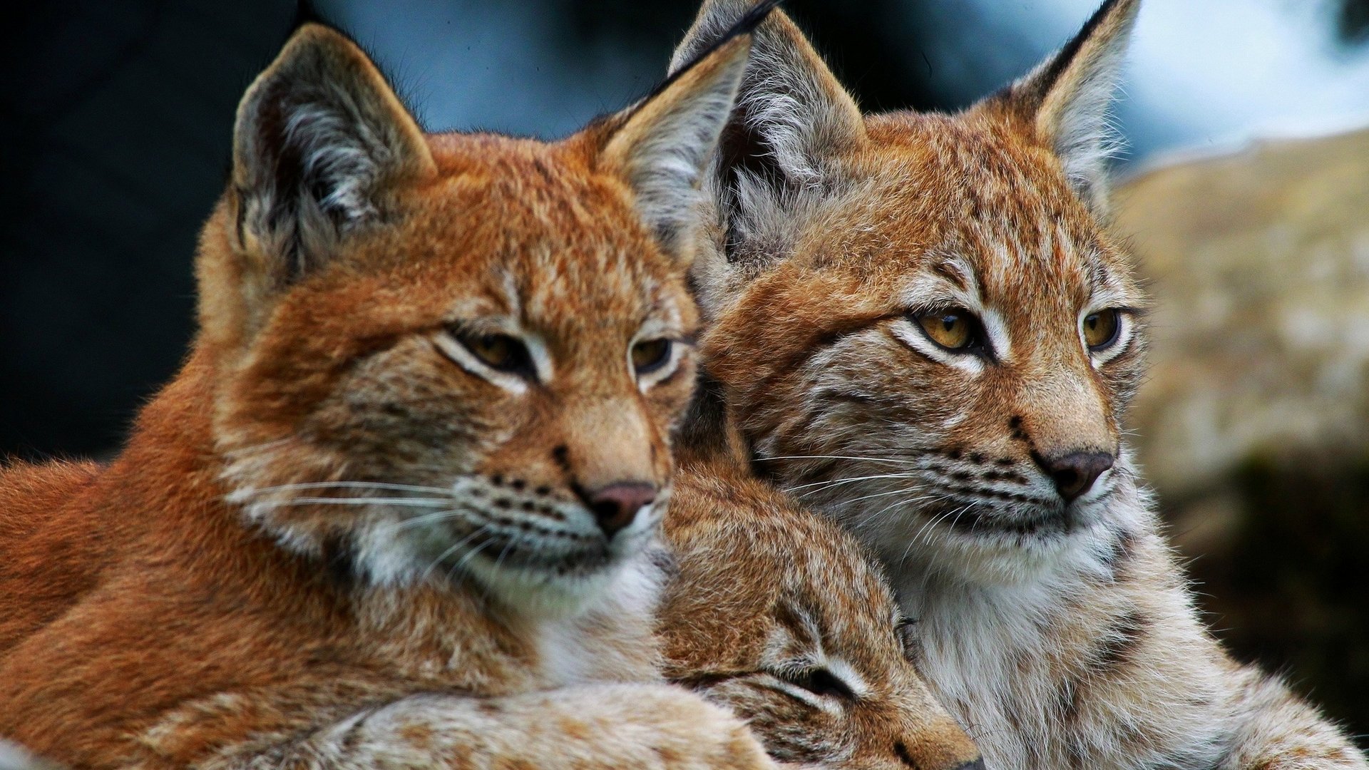 Free Lynx high quality wallpaper ID:105878 for 1080p computer