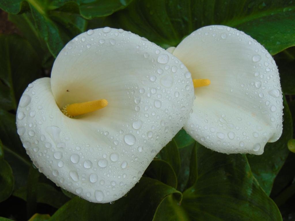 Awesome Calla Lily free background ID:442419 for hd 1024x768 computer