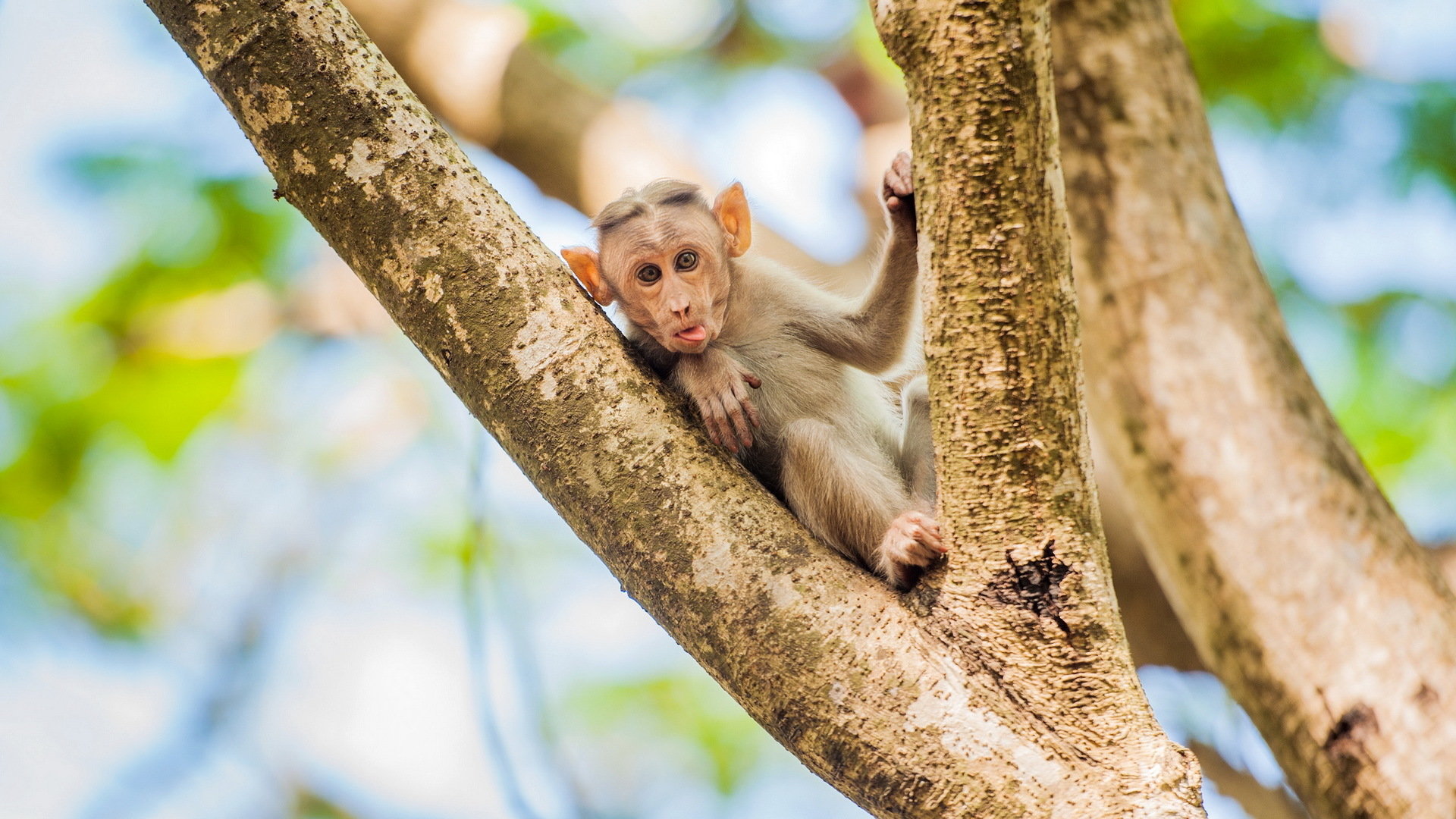 Free Monkey high quality background ID:128105 for hd 1080p desktop