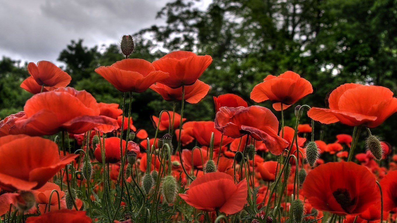 Awesome Poppy free background ID:99886 for 1366x768 laptop PC