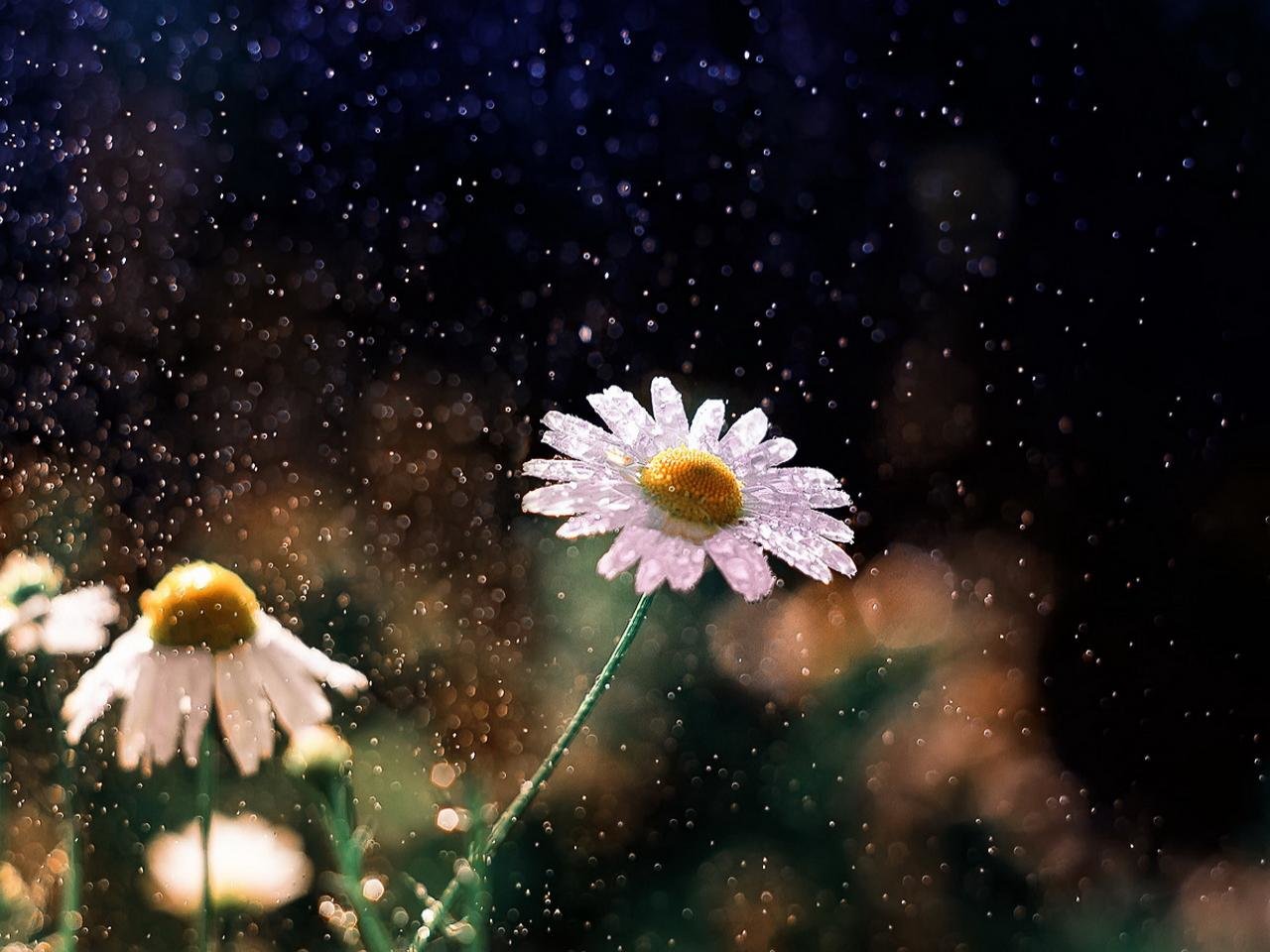 Awesome Daisy free background ID:363266 for hd 1280x960 desktop