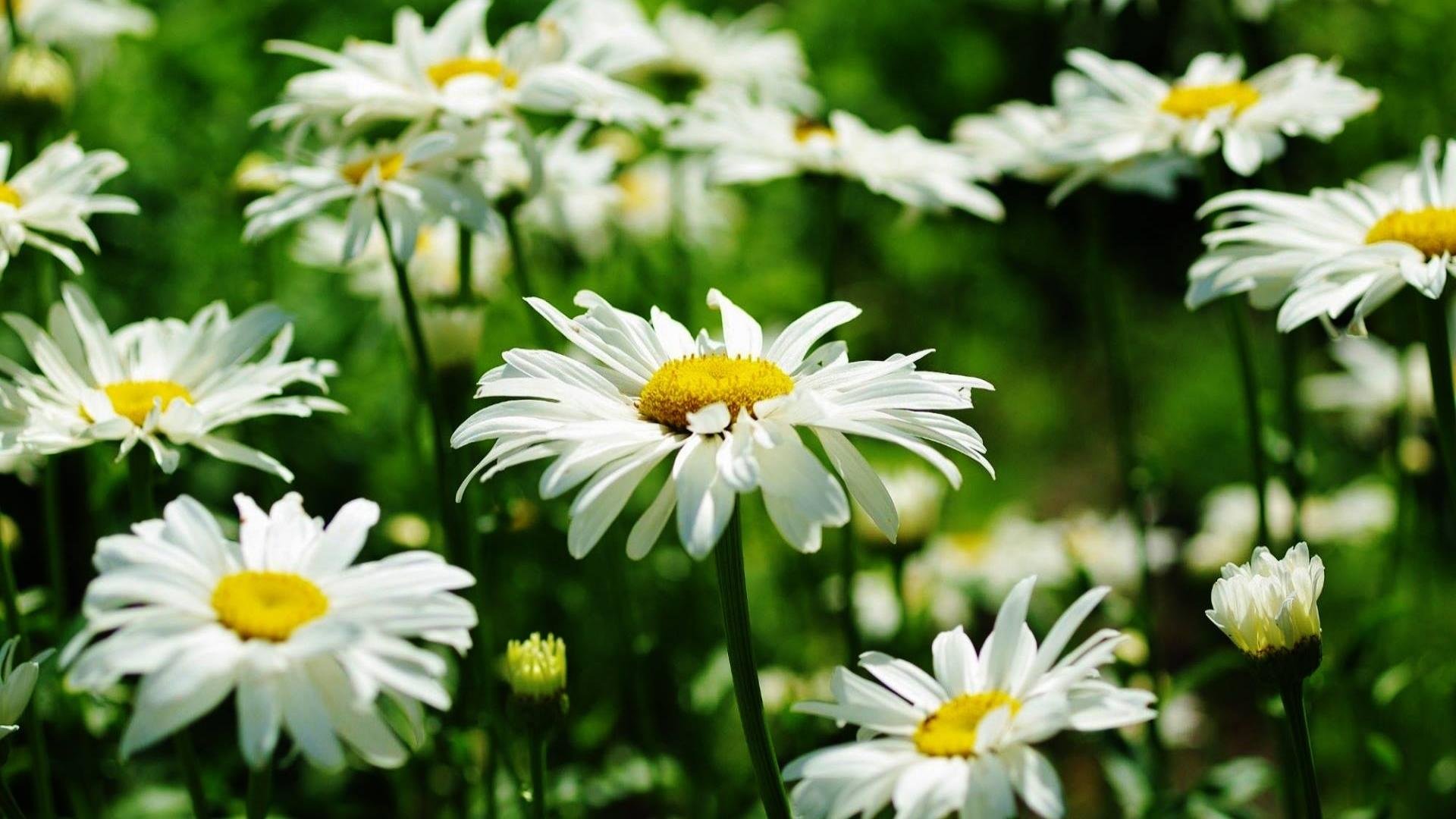 High resolution Daisy full hd wallpaper ID:363137 for computer