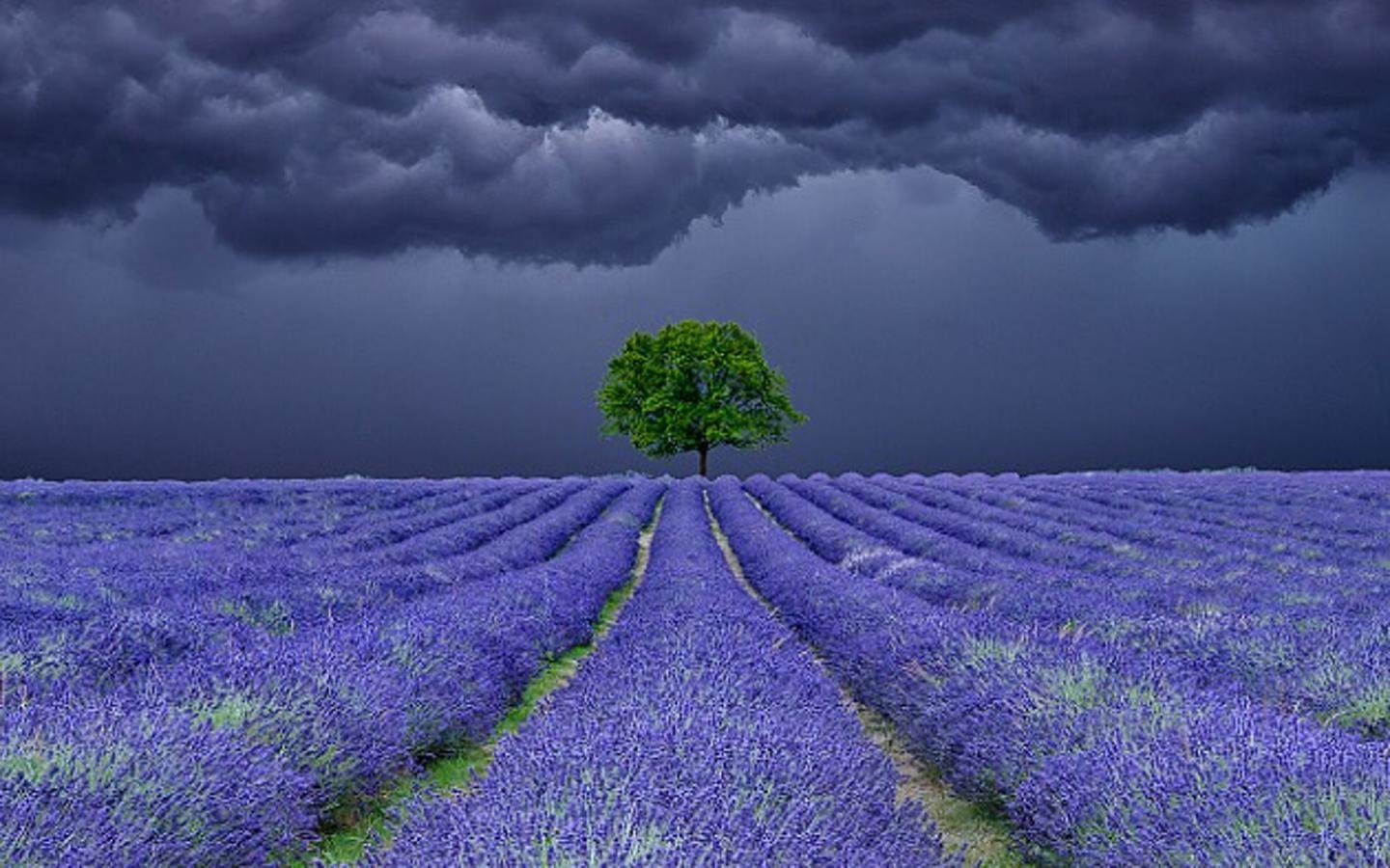 High resolution Lavender hd 1440x900 background ID:67422 for PC