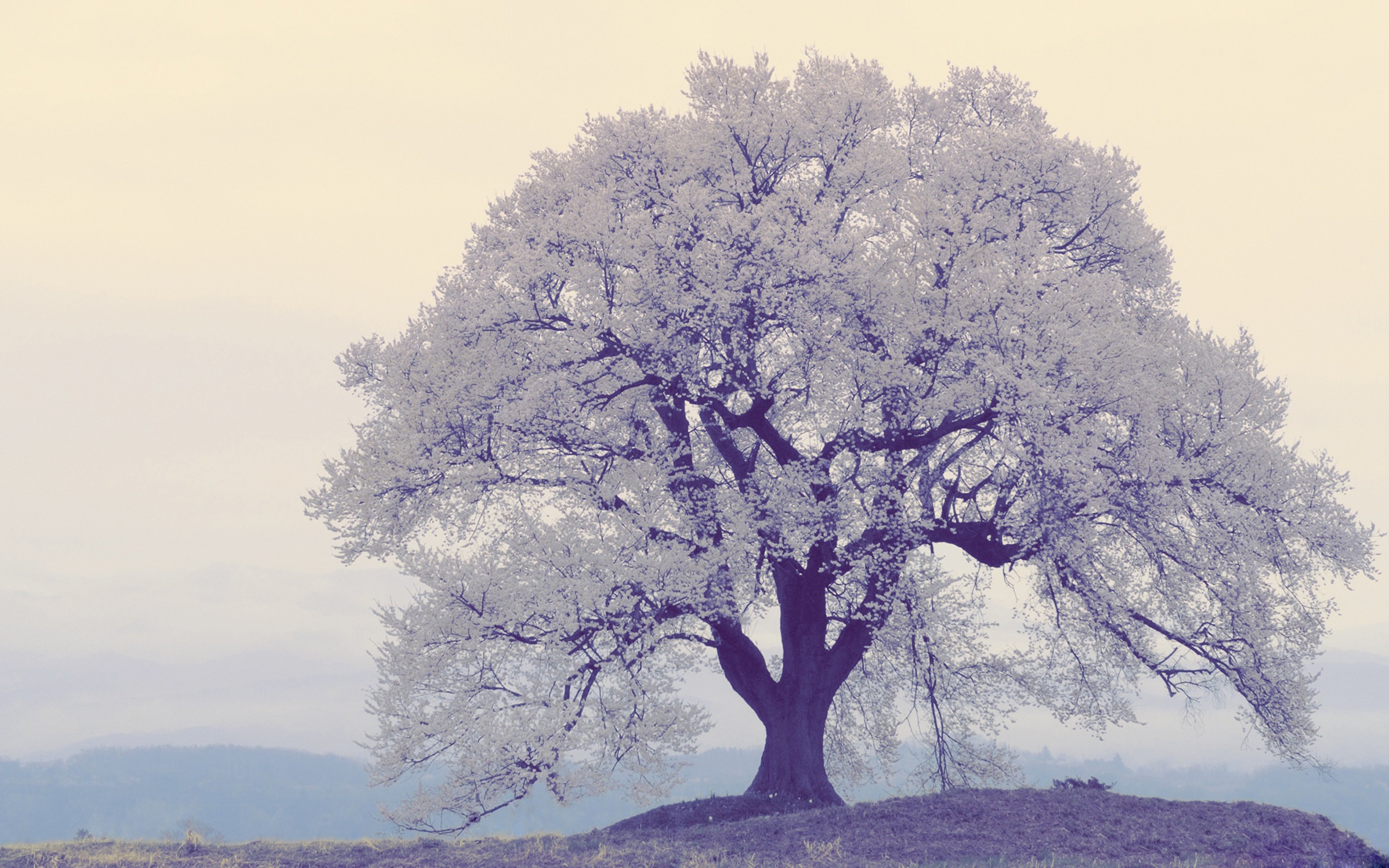 High resolution Lonely Tree hd 3840x2400 wallpaper ID:77246 for PC