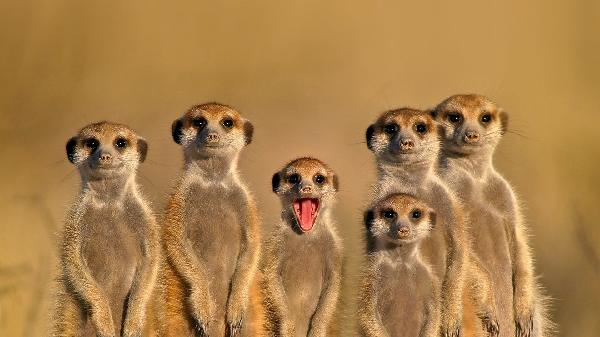 Best Meerkat background ID:164596 for High Resolution 1080p computer