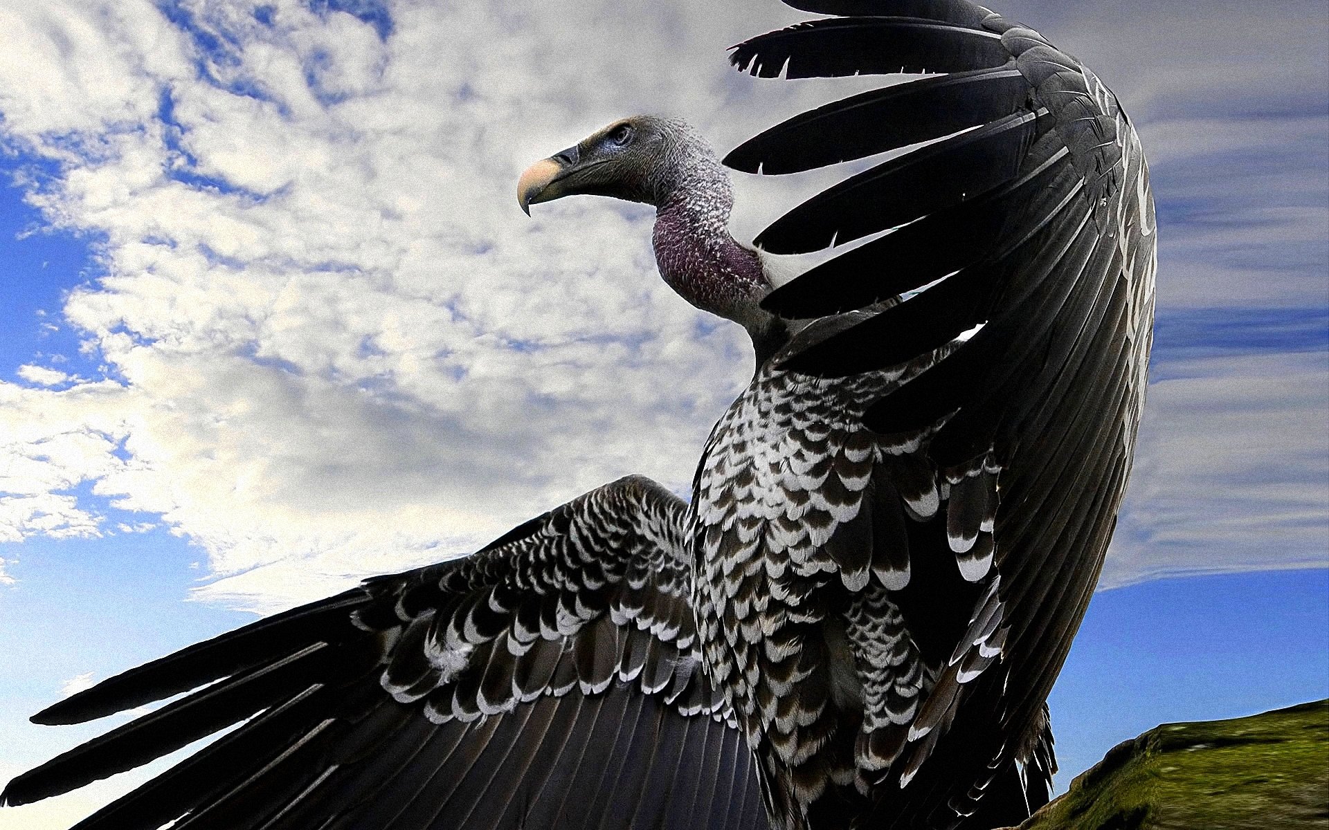 High resolution Vulture hd 1920x1200 wallpaper ID:82933 for PC