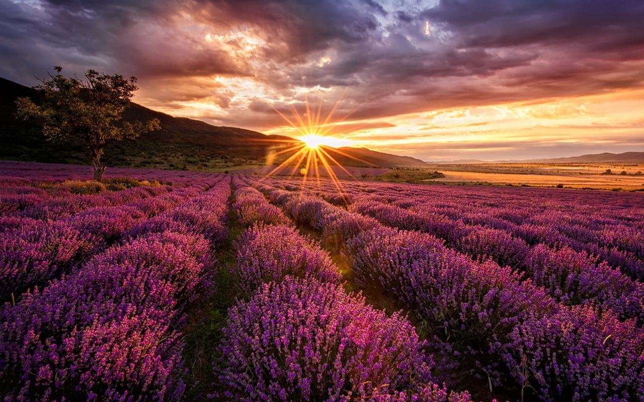 Awesome Lavender free background ID:67404 for hd 1280x800 PC