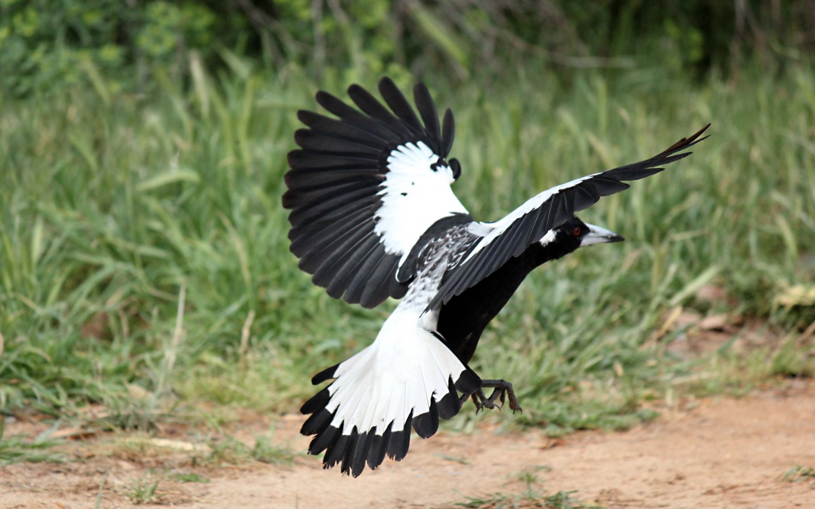High resolution Magpie hd 1680x1050 background ID:130341 for computer