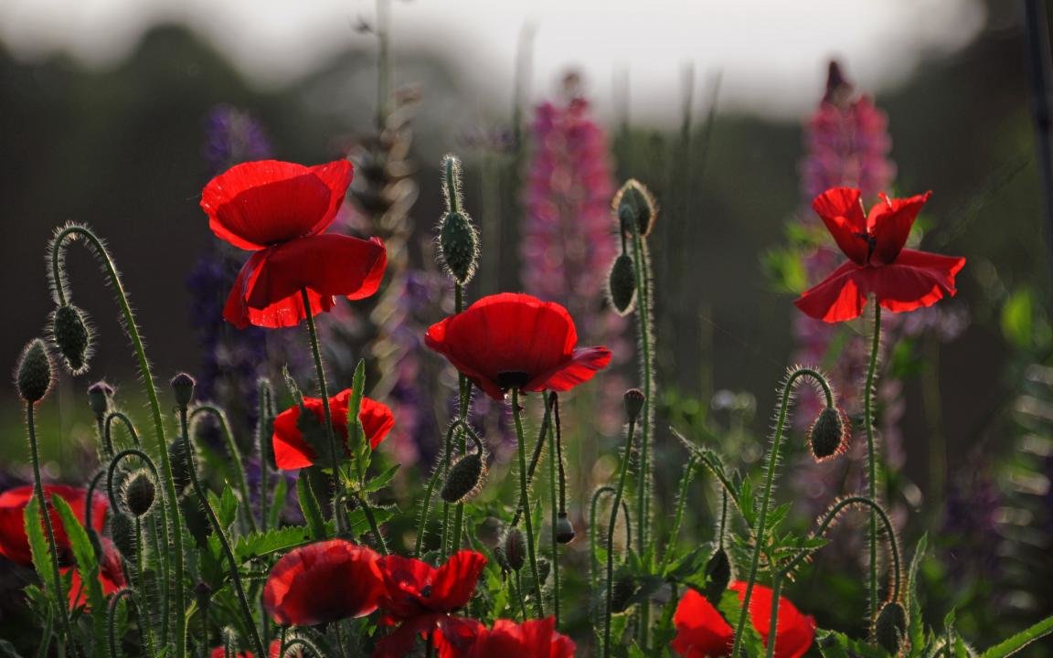 Download hd 1152x720 Poppy computer background ID:99757 for free