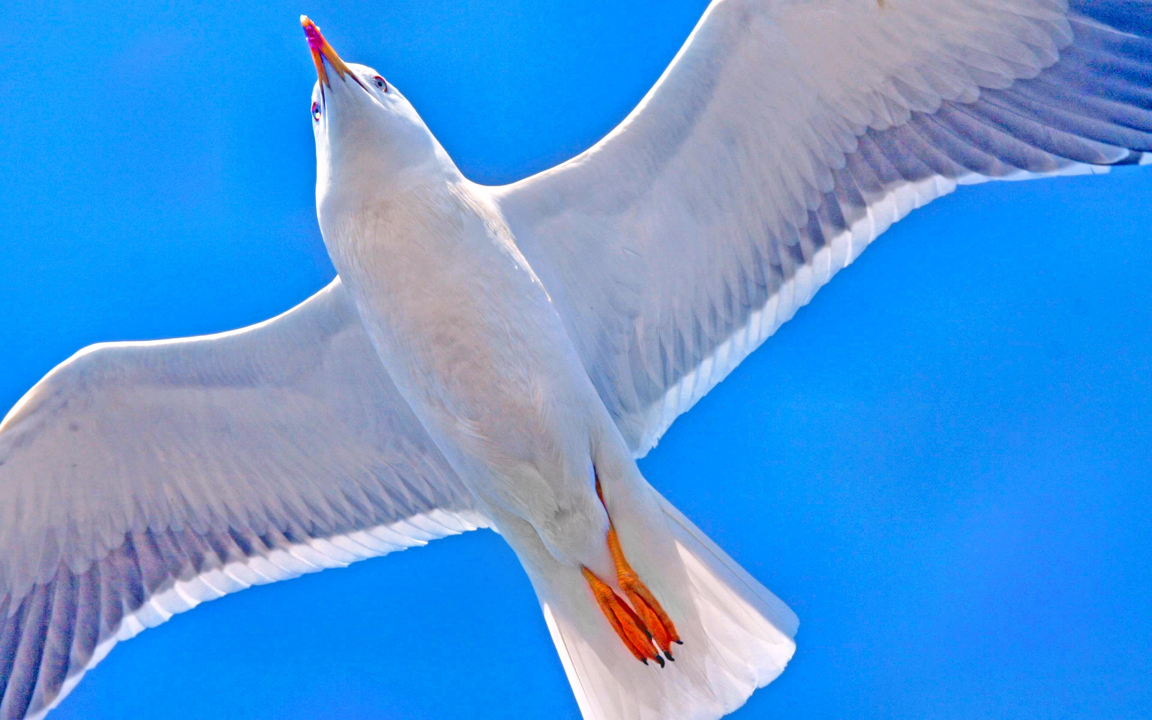 Best Seagull background ID:66835 for High Resolution hd 3840x2400 PC