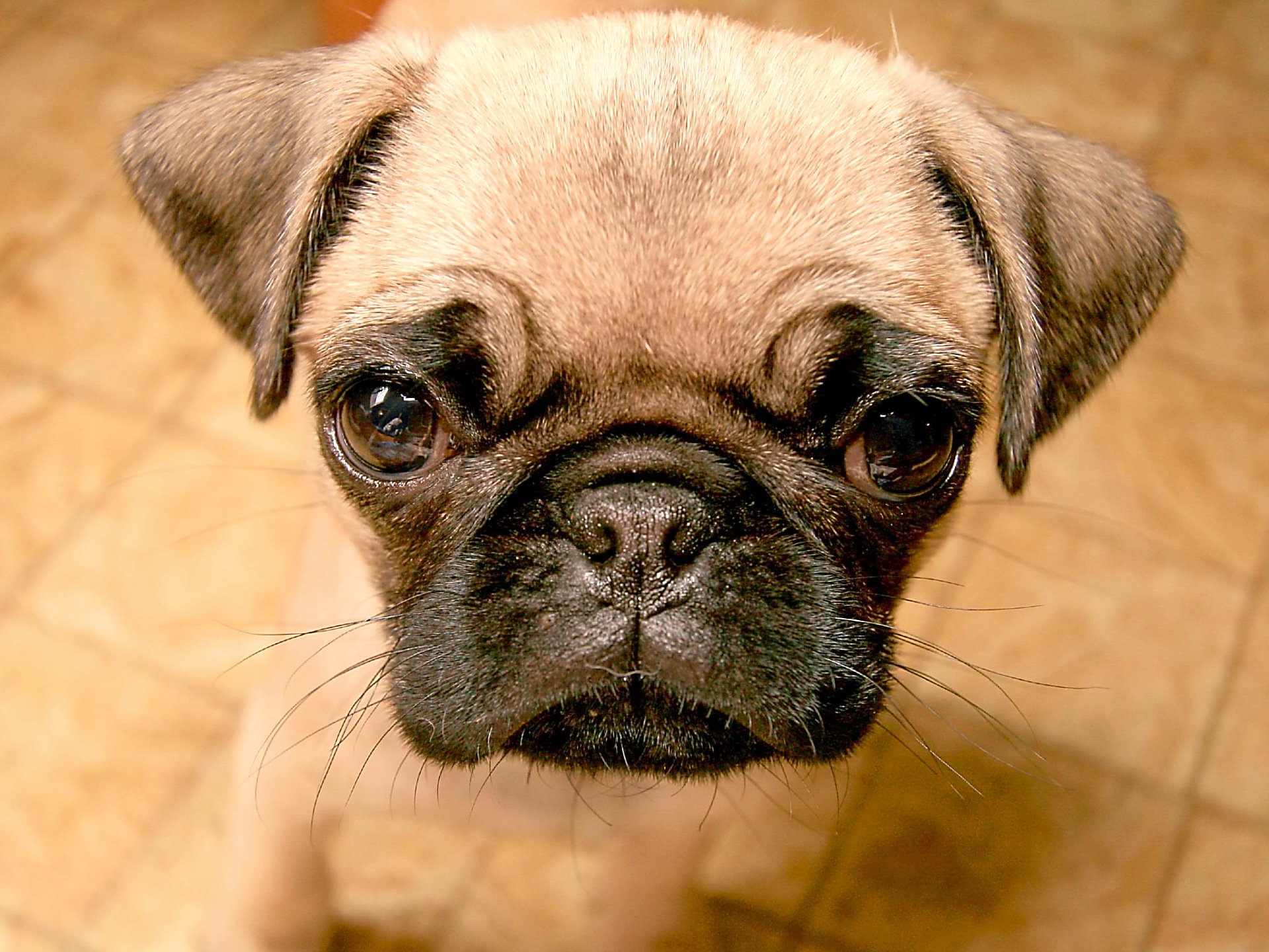 Free Pug high quality background ID:282831 for hd 1920x1440 PC