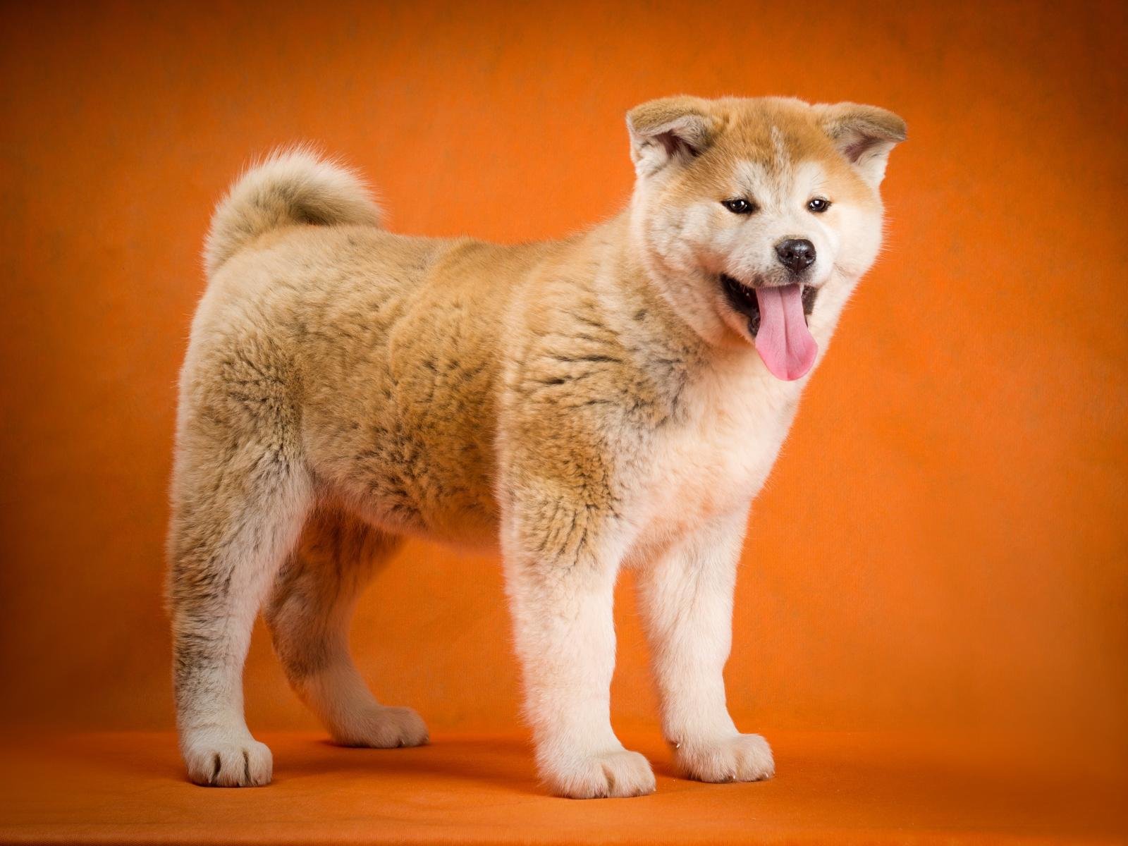 Free download Akita background ID:196186 hd 1600x1200 for PC