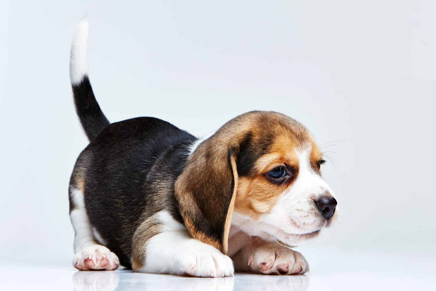 Best Beagle wallpaper ID:294274 for High Resolution hd 1440x960 PC