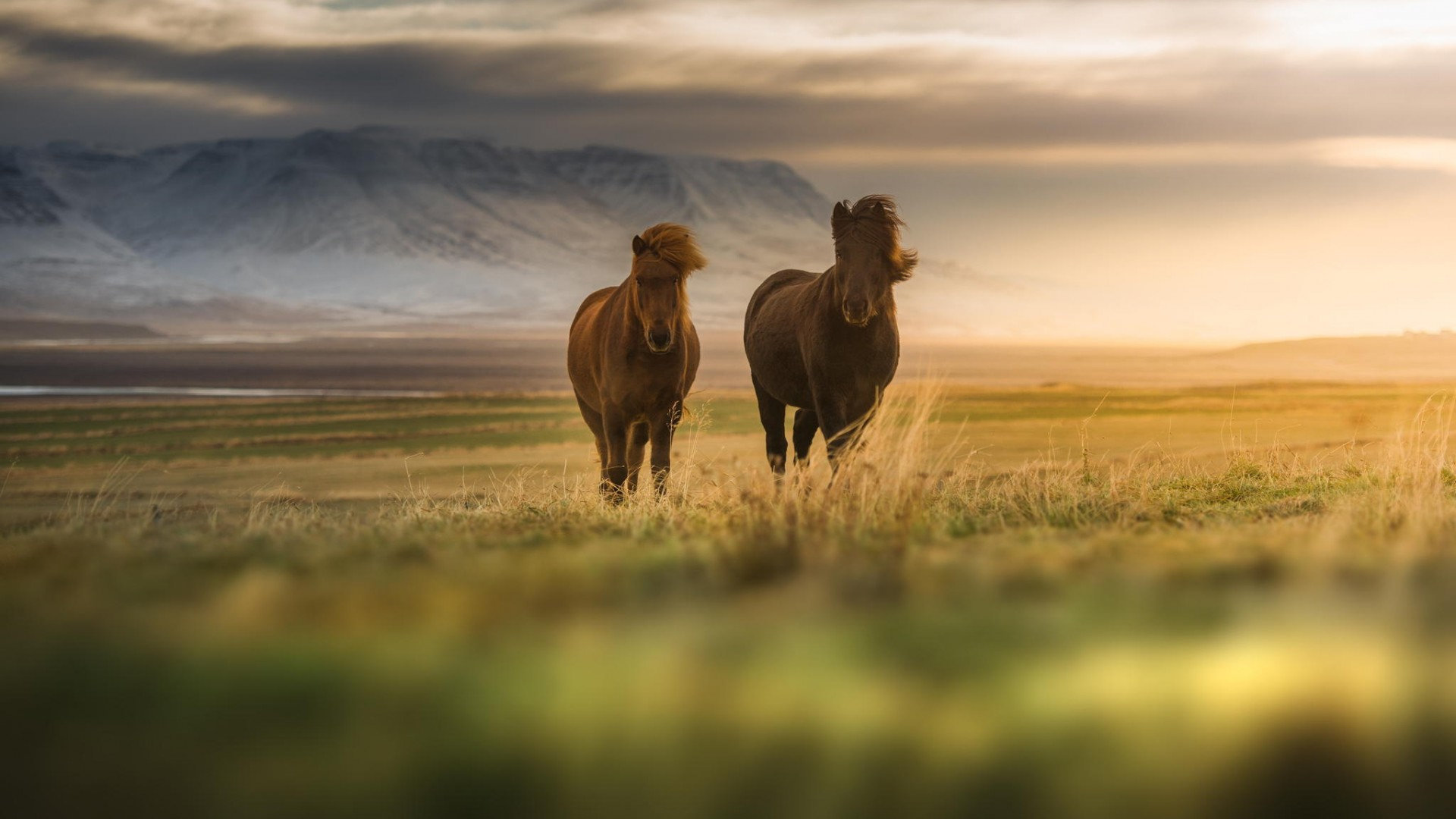 Free Horse high quality wallpaper ID:23585 for full hd 1920x1080 PC