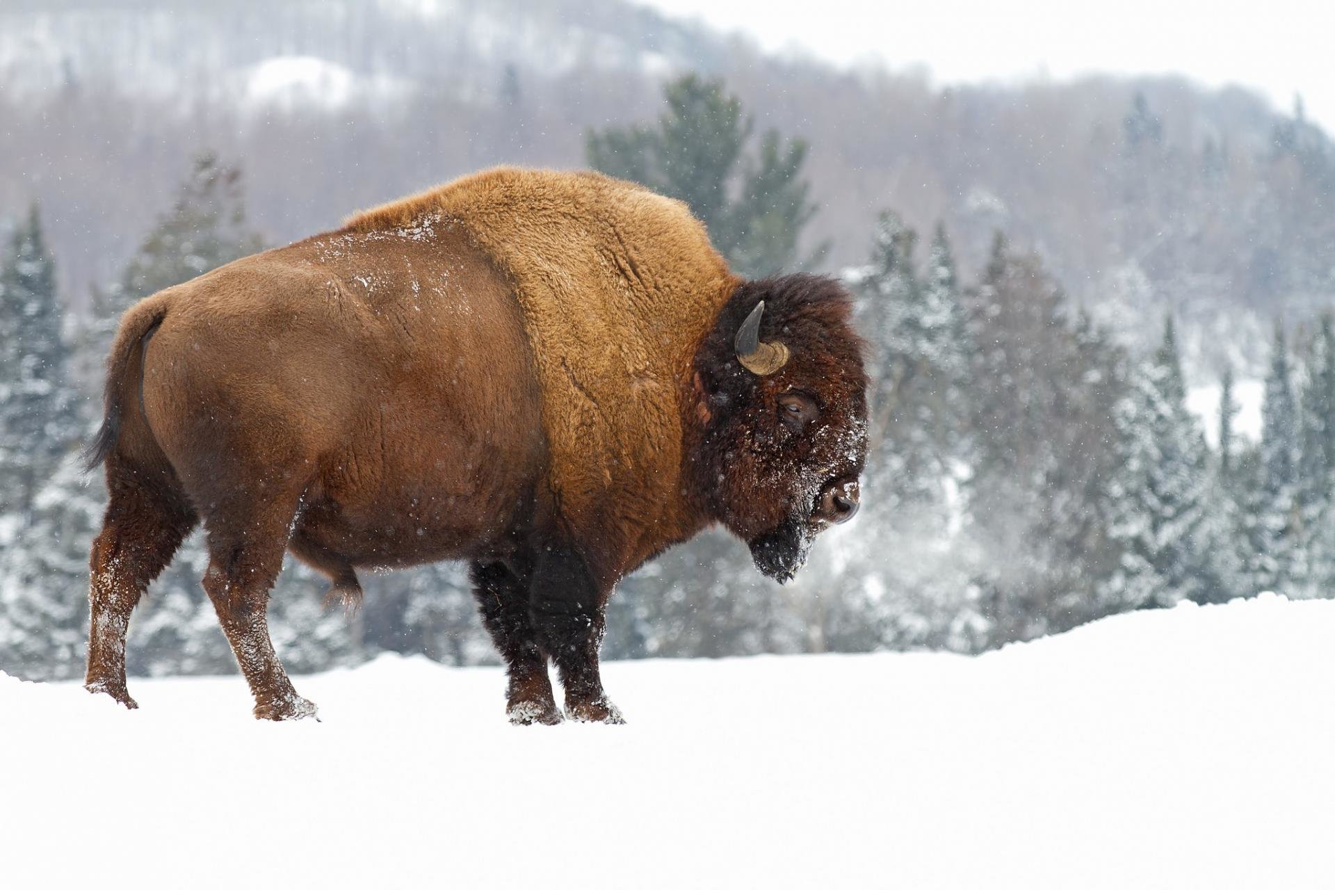 Free Bison high quality background ID:130655 for hd 1920x1280 computer
