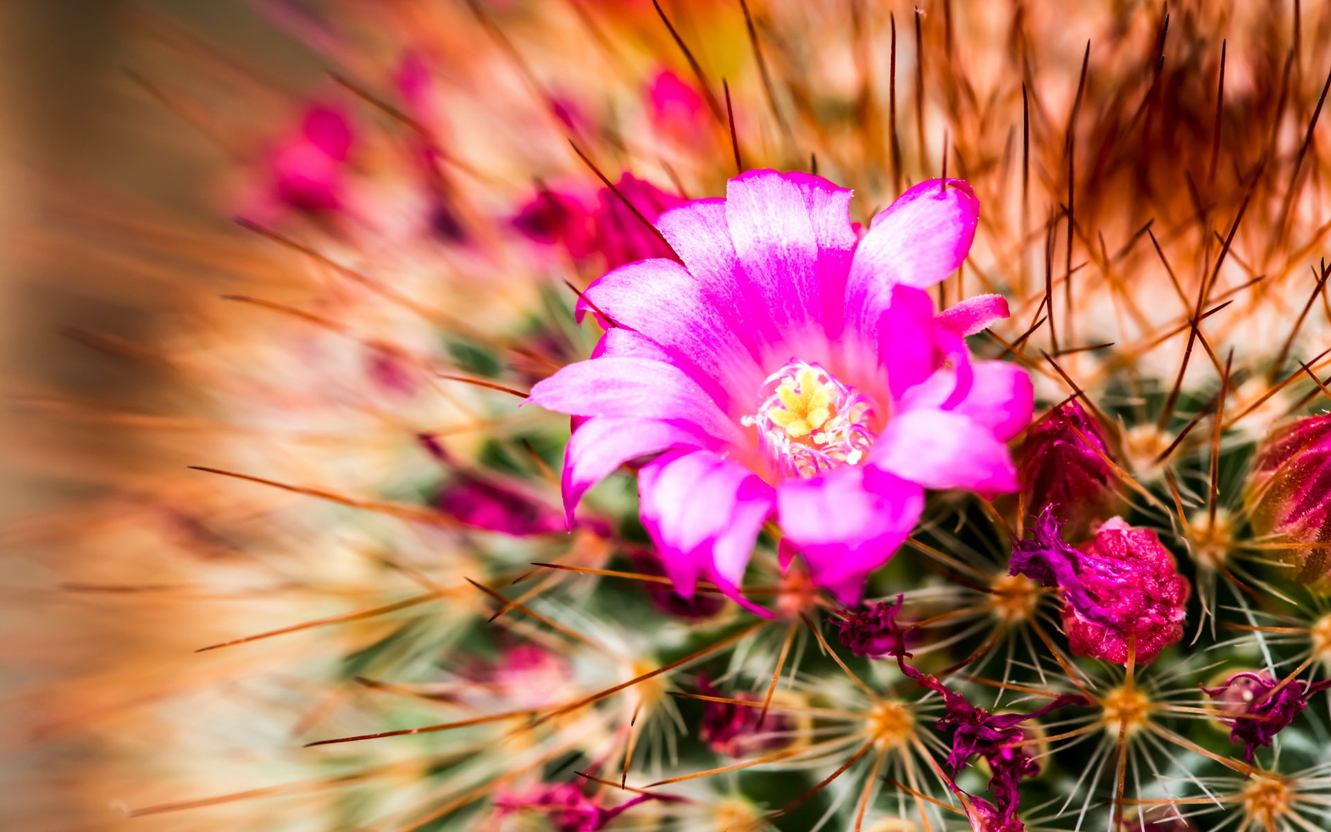 Free Cactus high quality background ID:408618 for hd 1920x1200 desktop