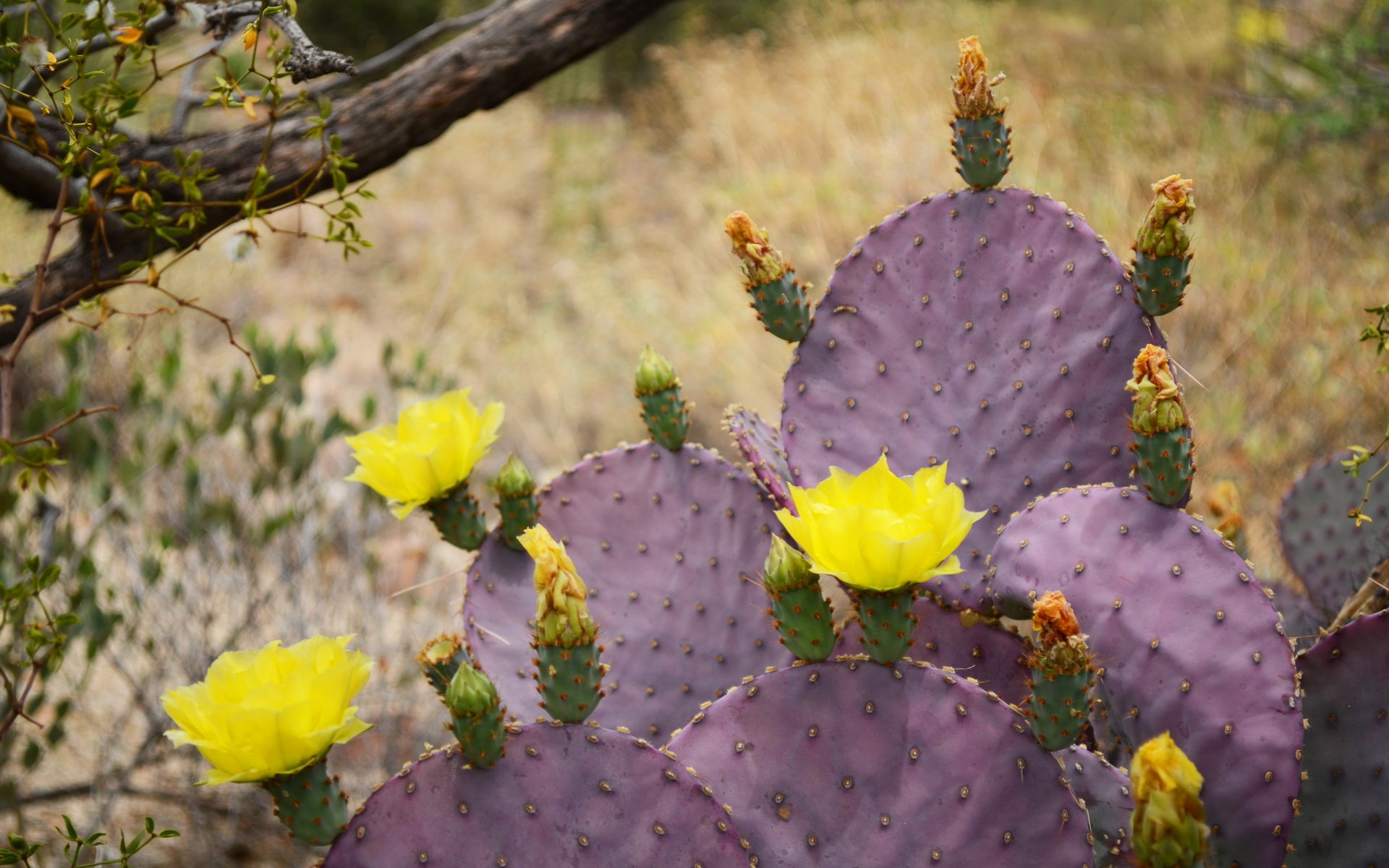 High resolution Cactus hd 1920x1200 background ID:408620 for desktop